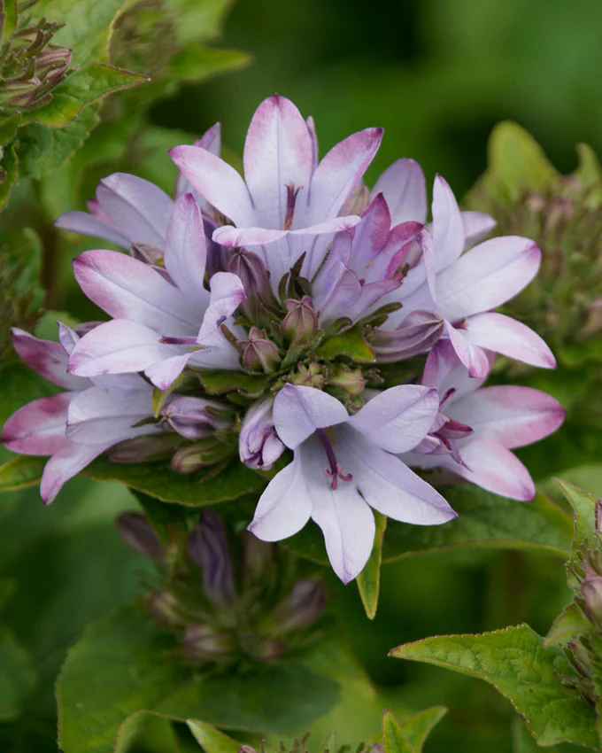 Campanula 'Caroline' - Image 6