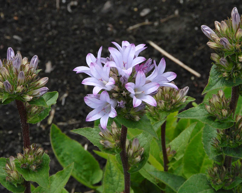 Campanula 'Caroline' - Image 7