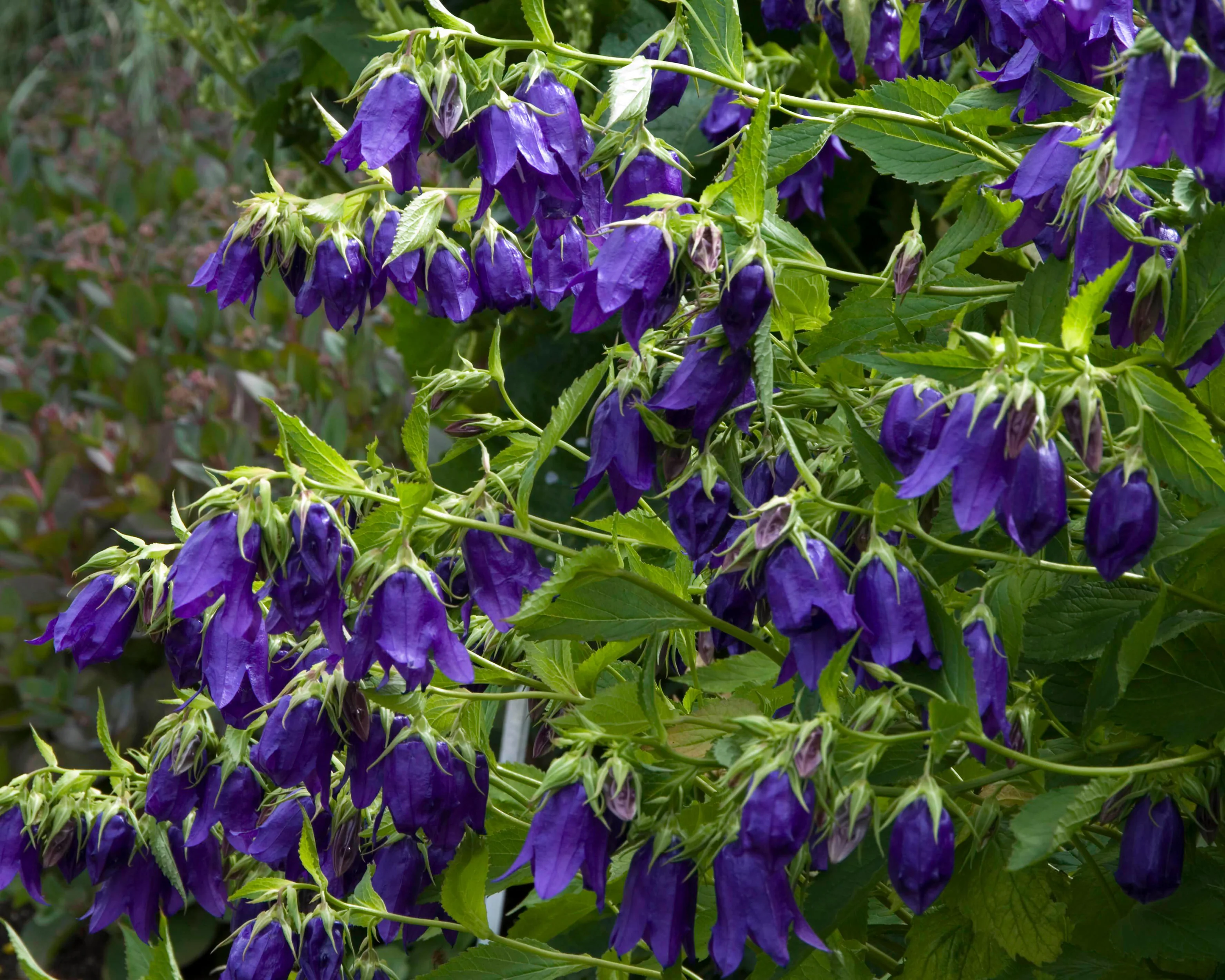 Campanula 'Kent Belle' - Image 3