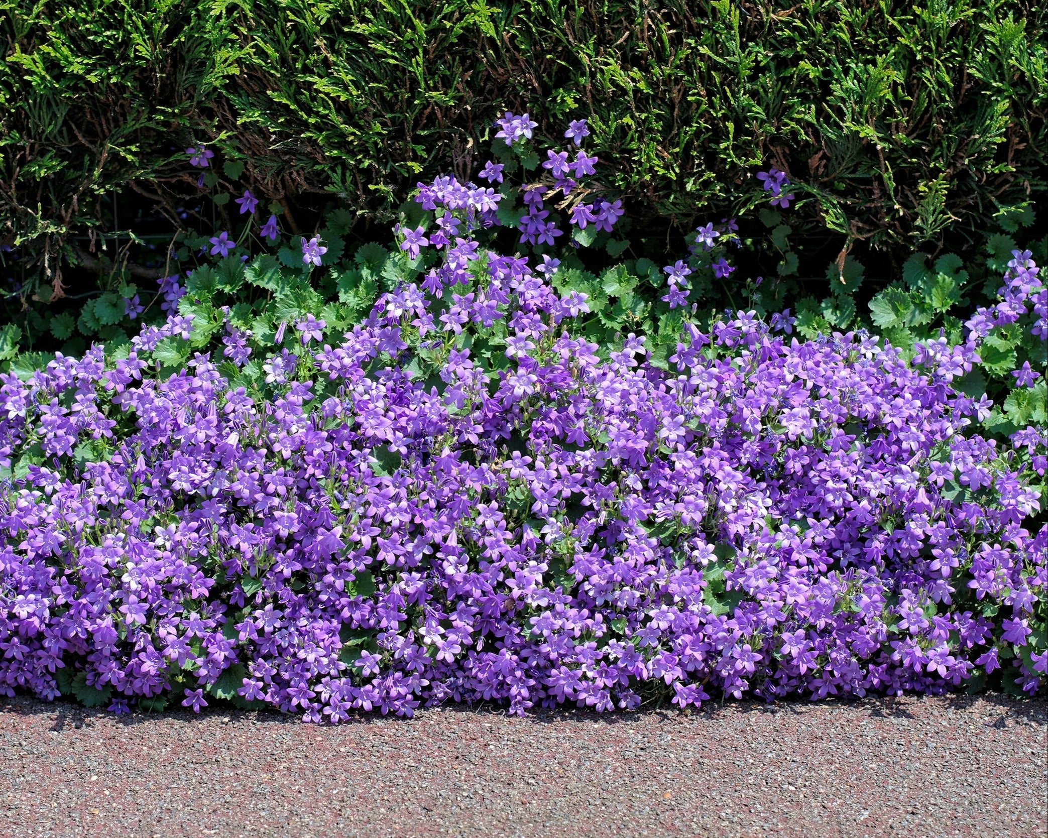 Campanula portenschlagiana - Image 3