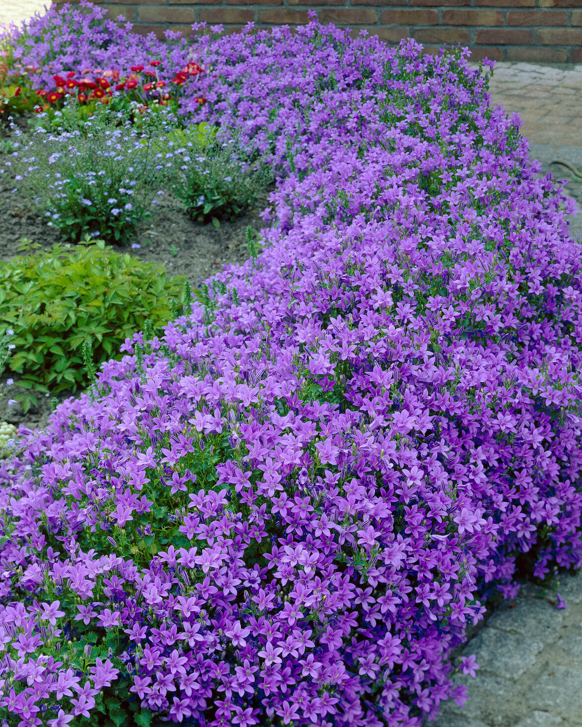 Campanula portenschlagiana - Image 6