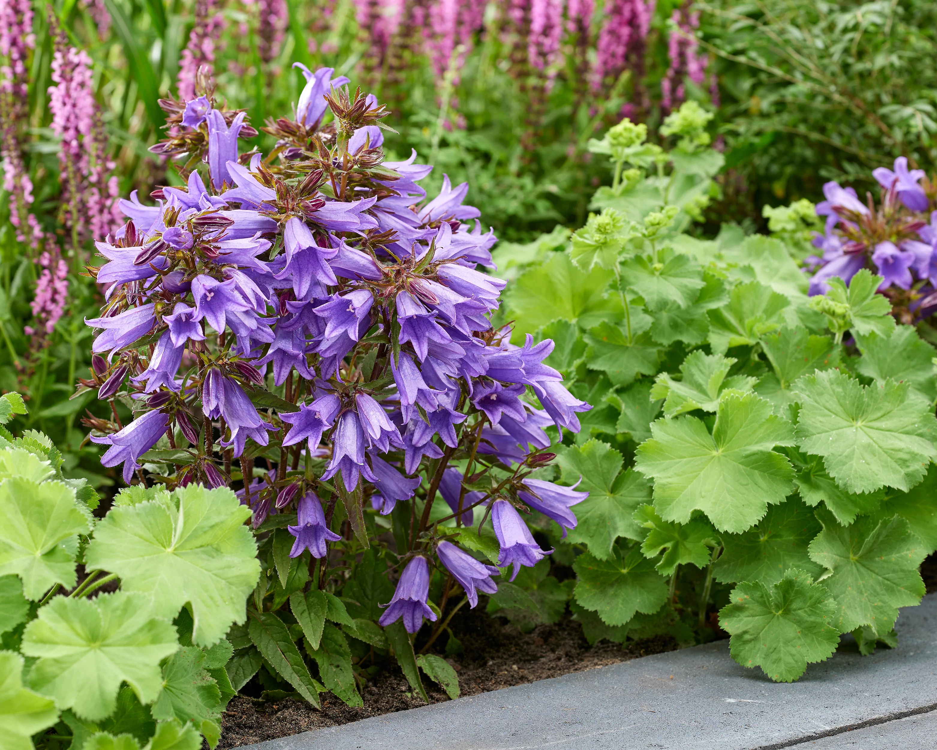 Campanula 'Rebelle' - Image 4