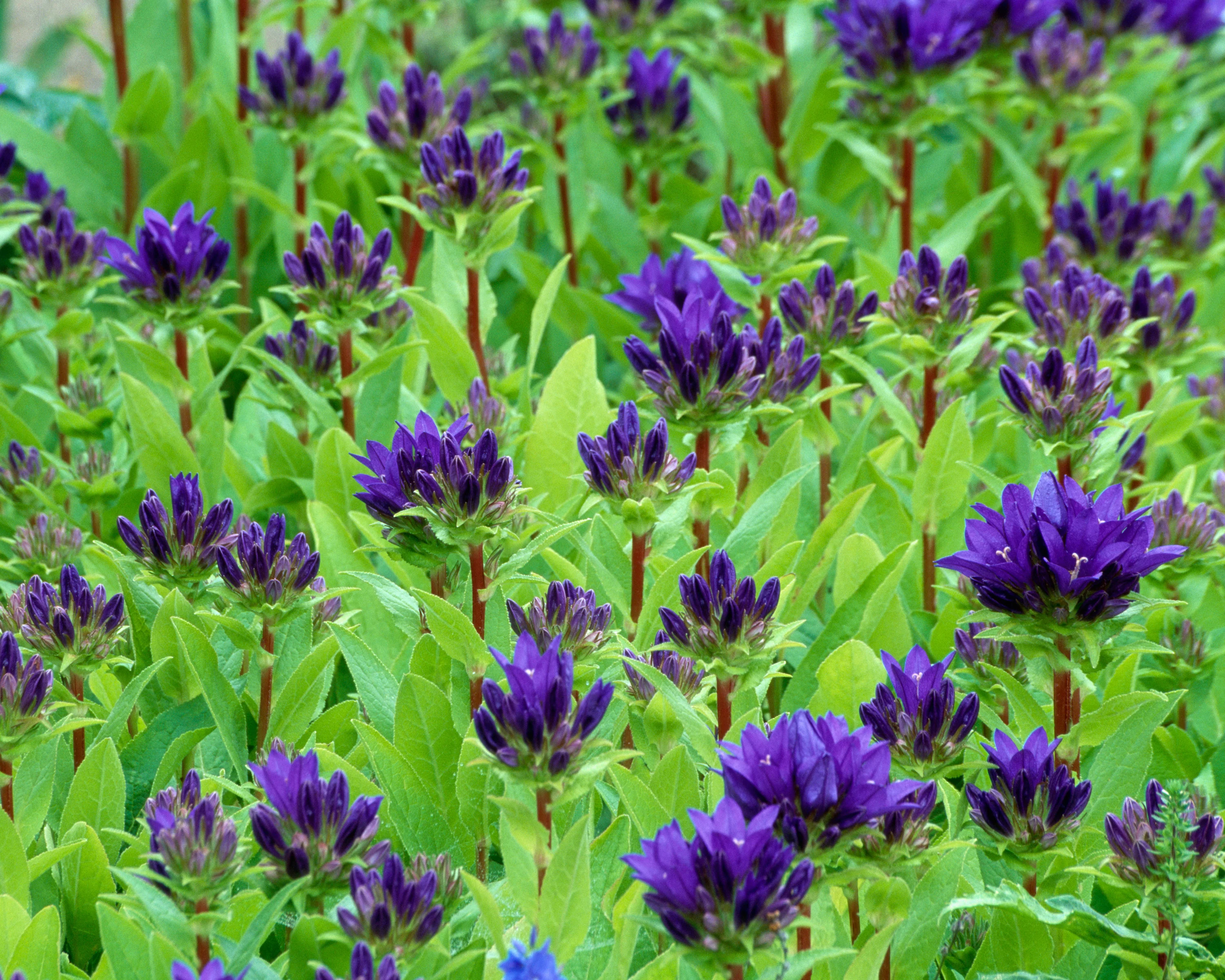 Campanula 'Superba' - Image 4