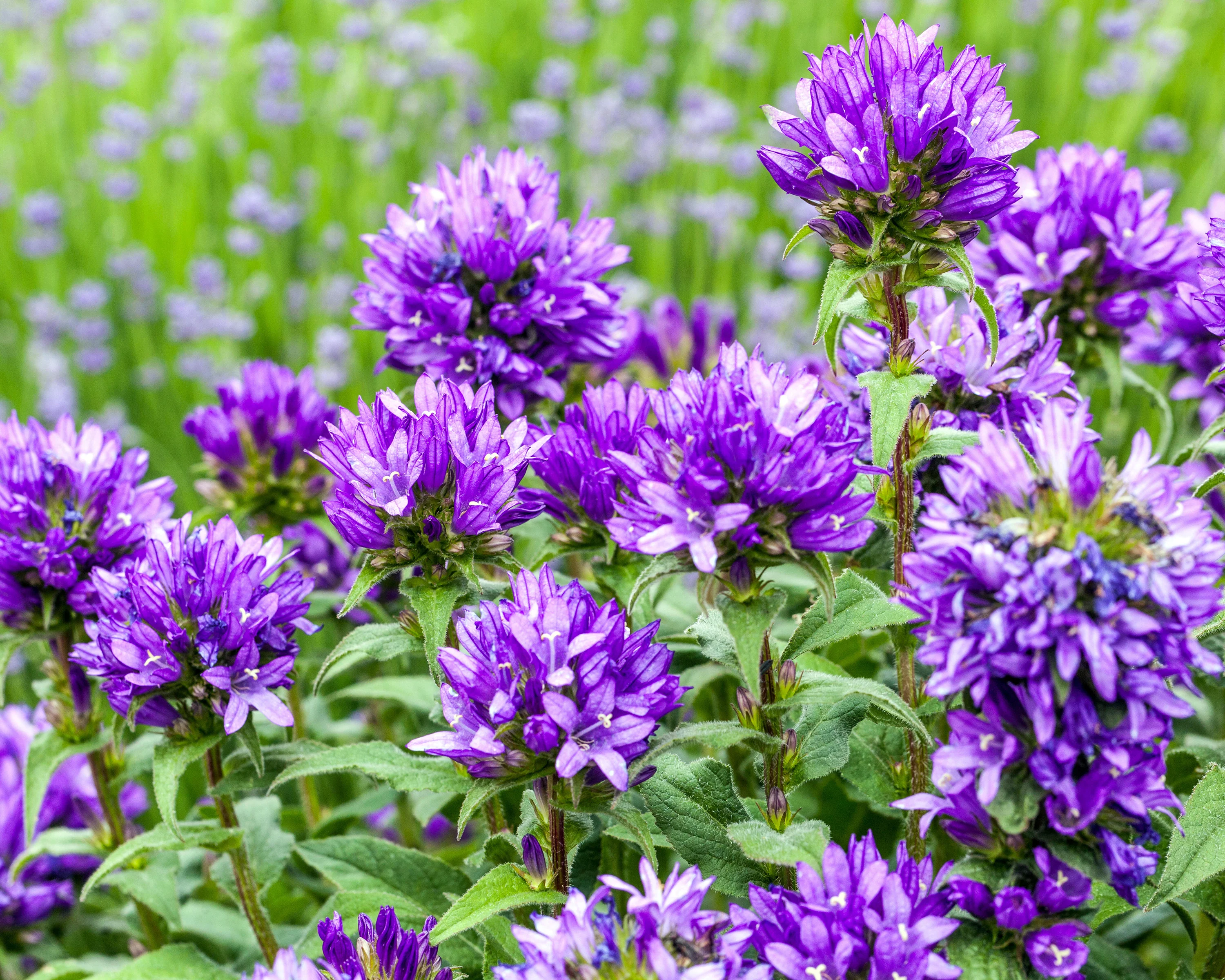 Campanula 'Superba' - Image 6