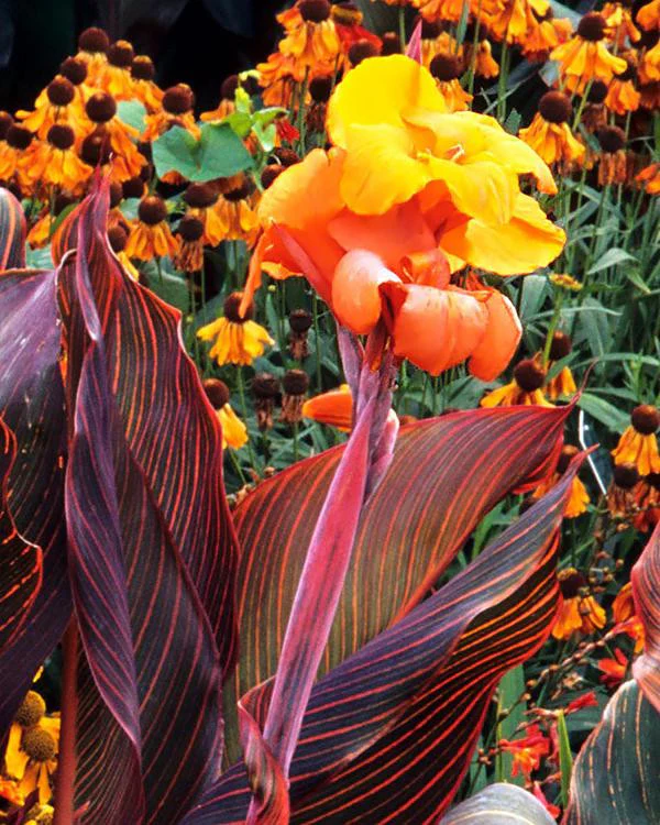 Canna 'Durban' - Image 4