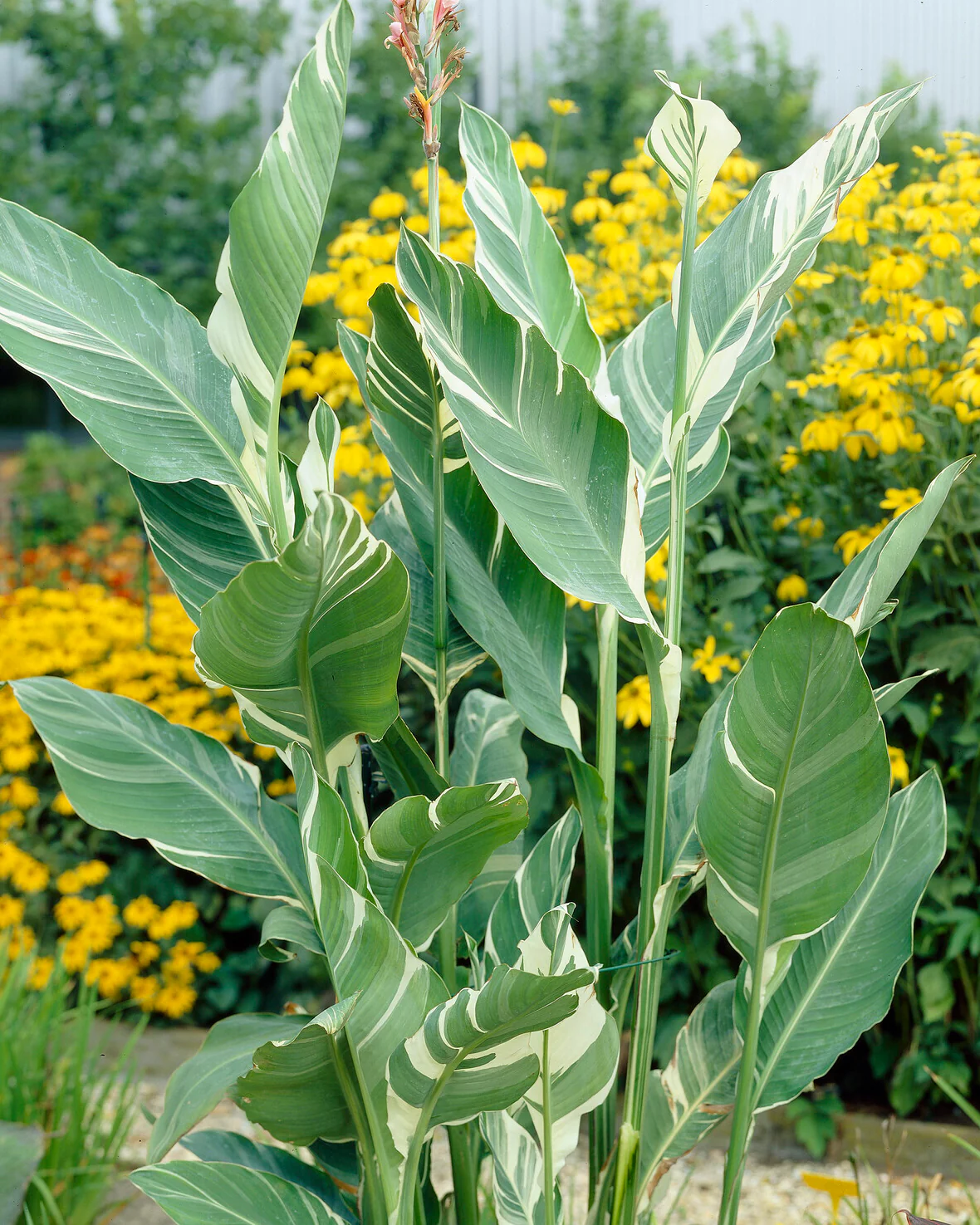 Canna 'Lush Leaves' - Image 5