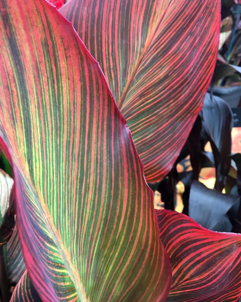 Canna 'Mandela' - Image 5