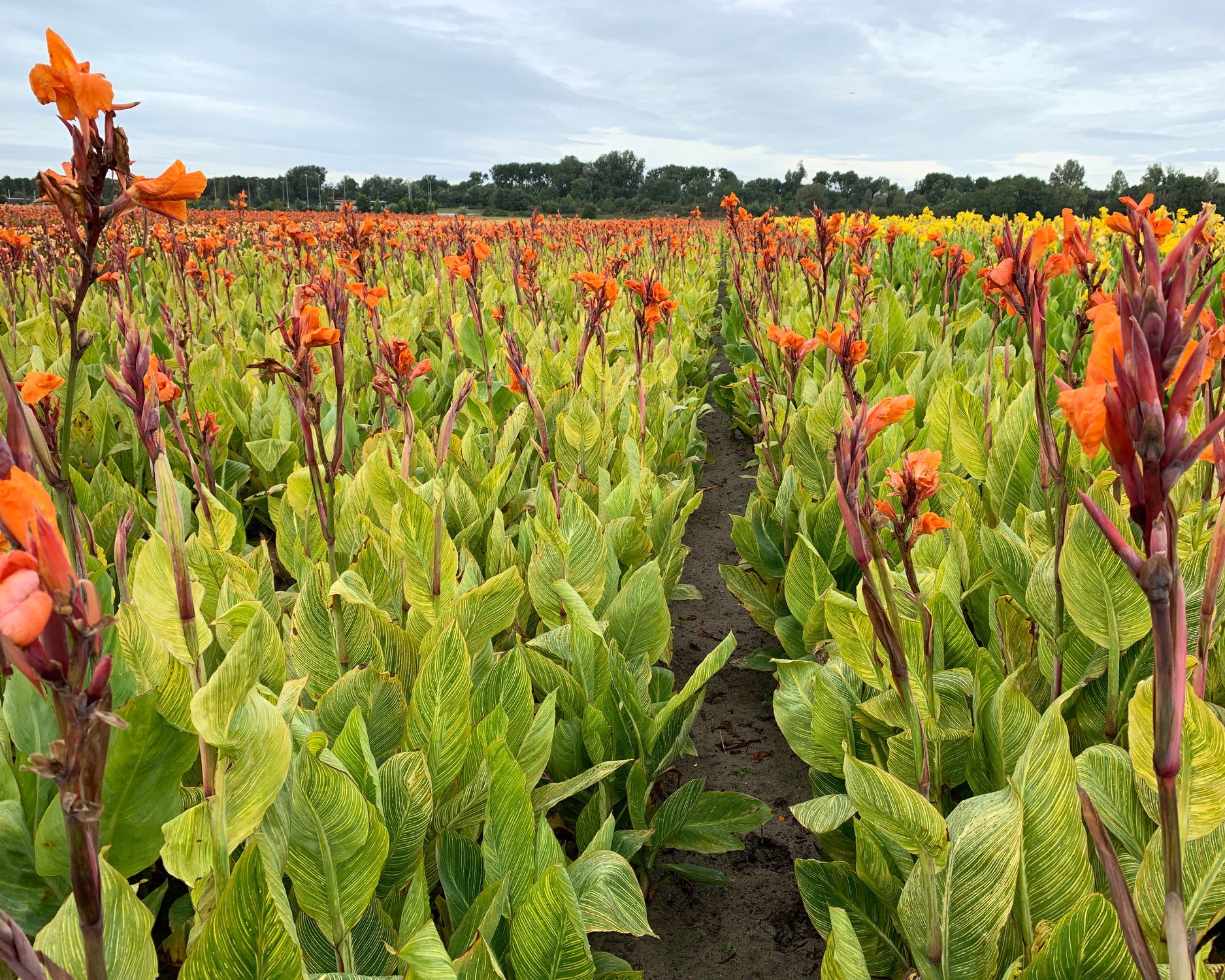 Canna 'Mandela' - Image 6