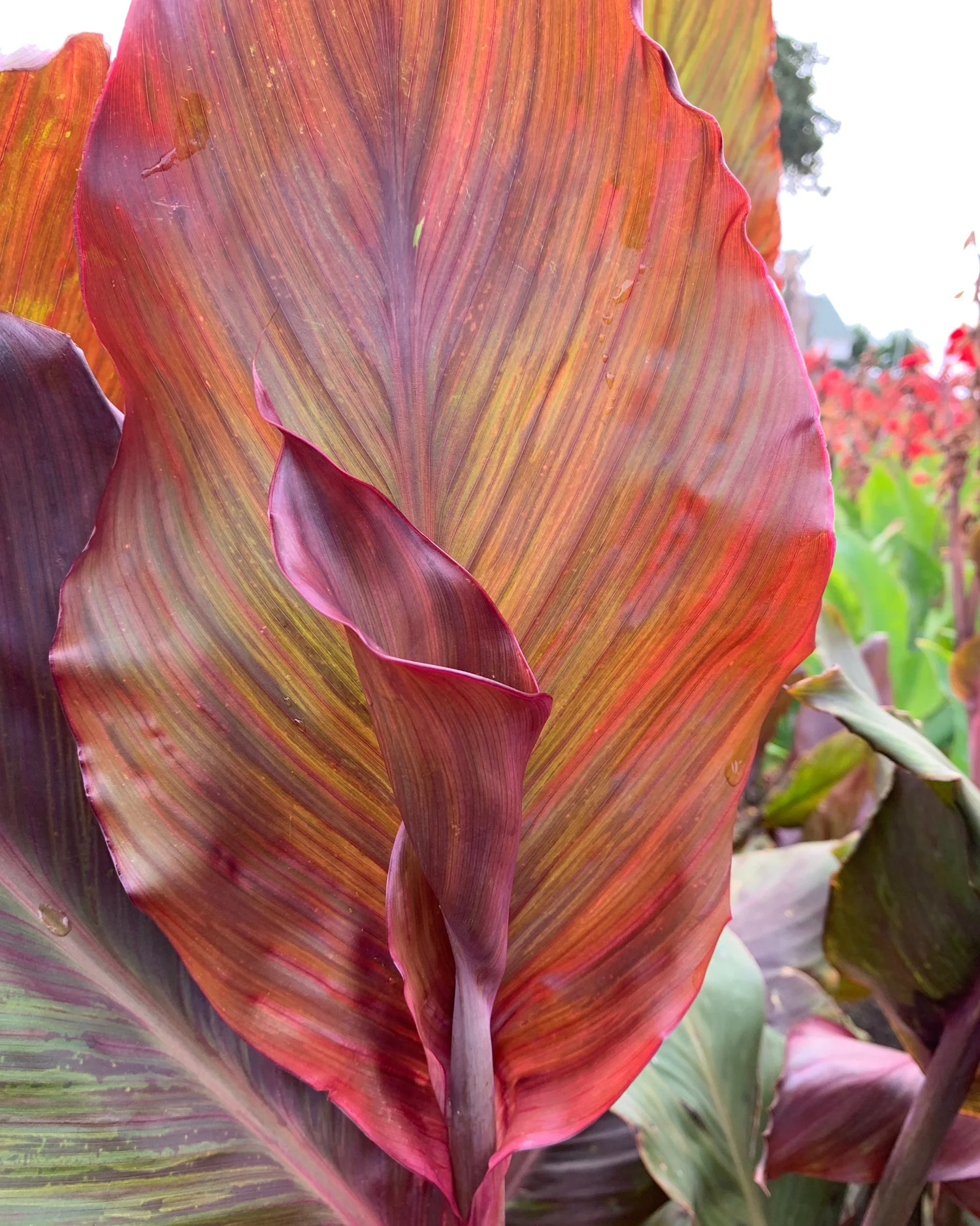 Canna 'Monique' - Image 2