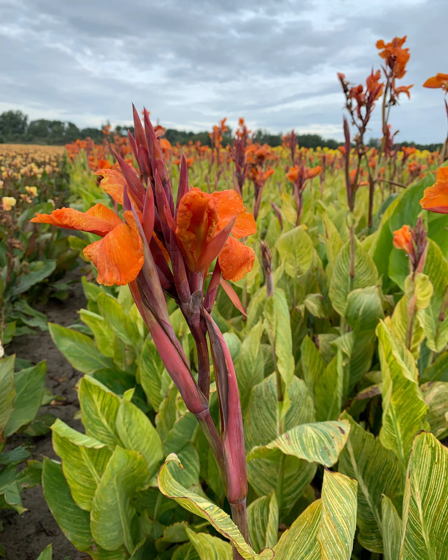 Canna 'Pretoria' - Image 5