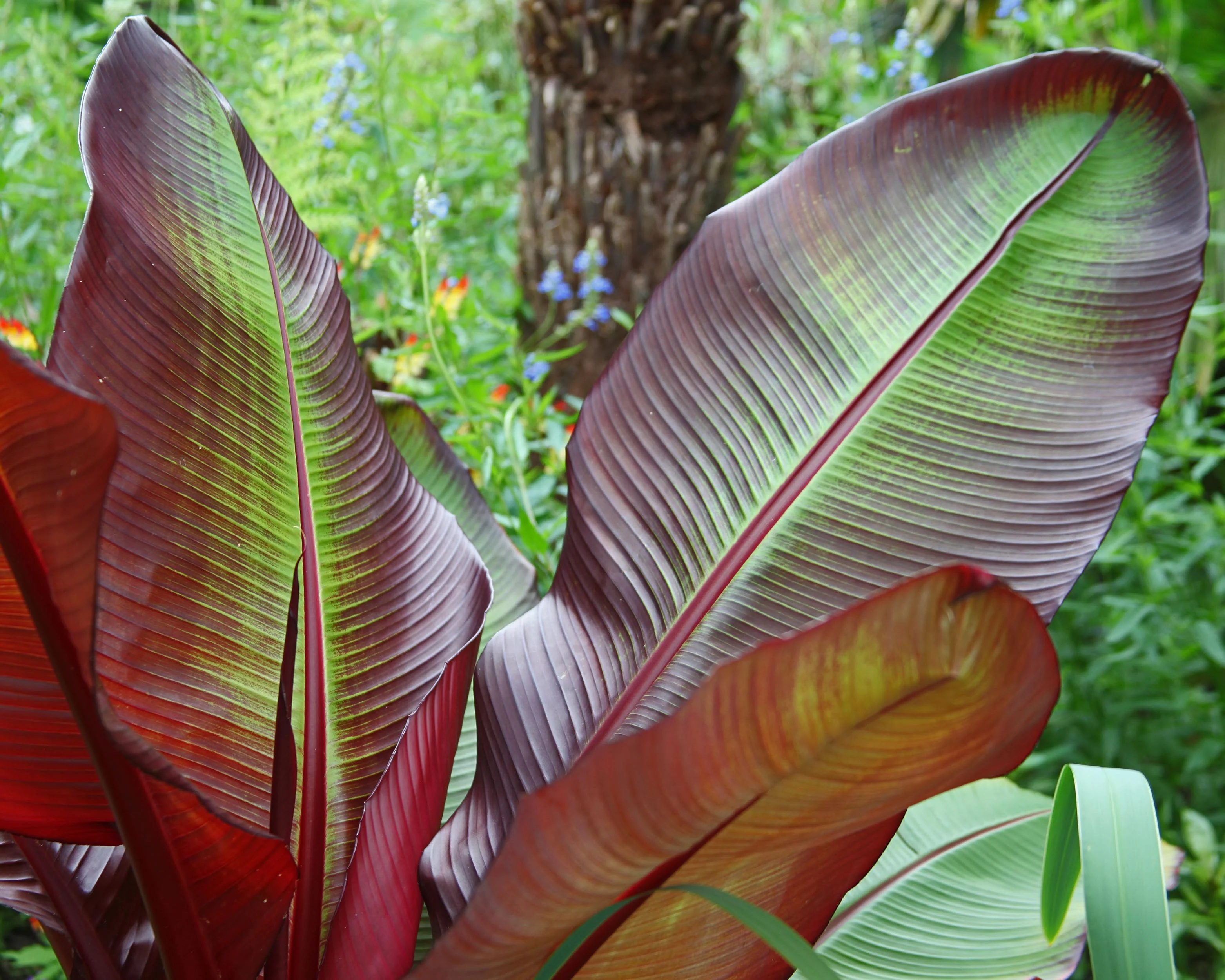 Canna 'Red Stripe' - Image 2