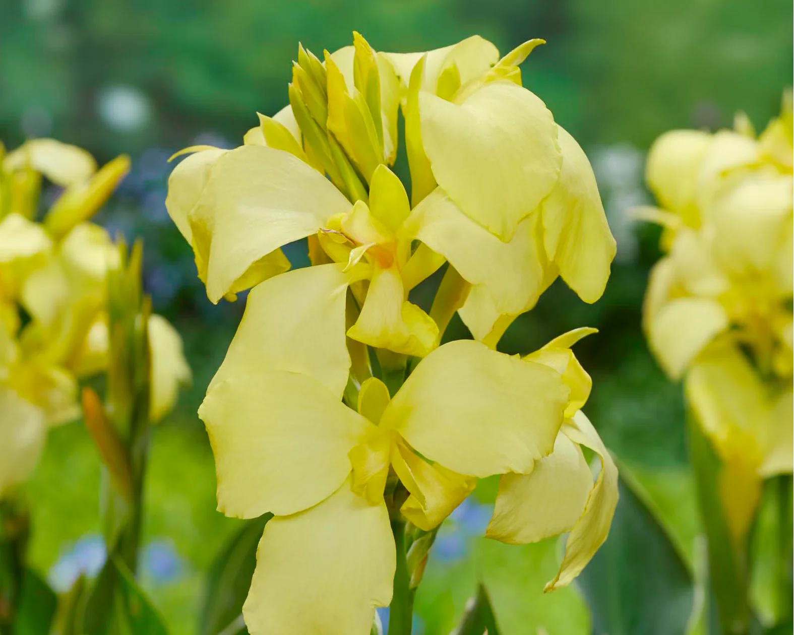 Canna 'Shinning Lemon' - Image 2