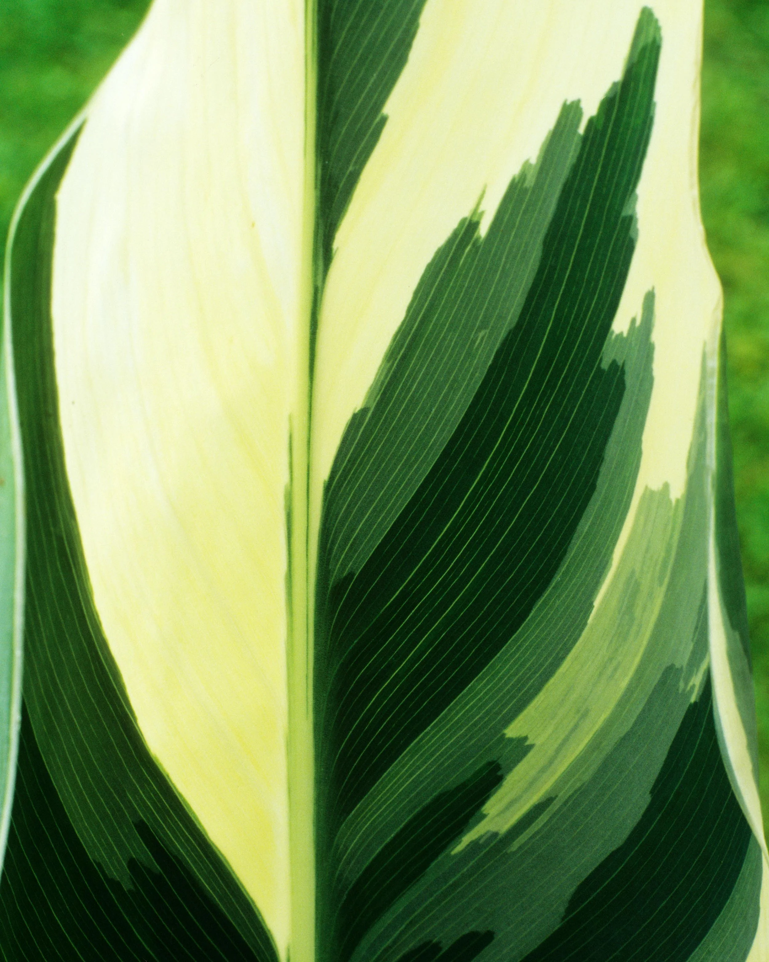 Canna 'Stuttgart' - Image 5