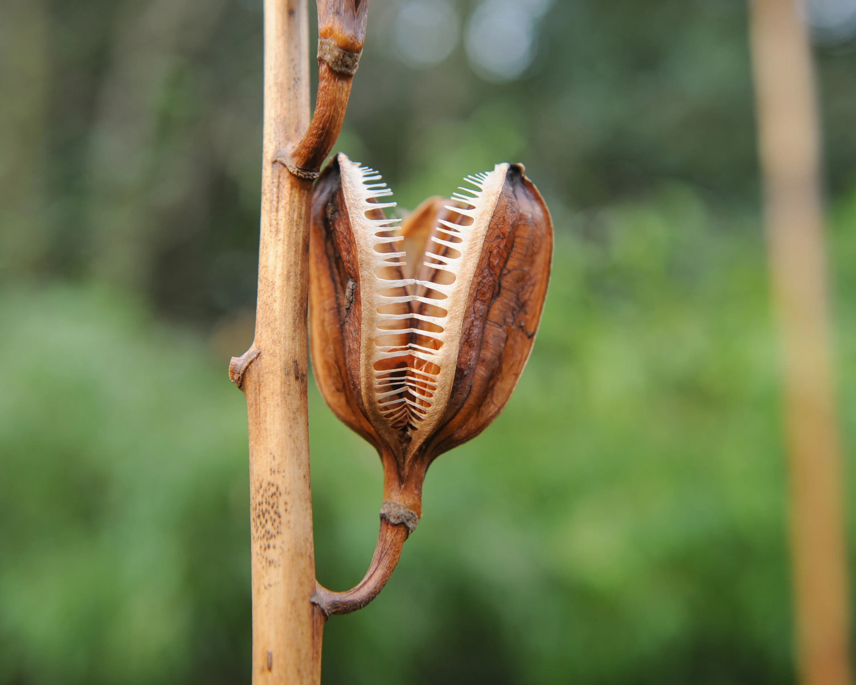 Cardiocrinum giganteum - Image 5