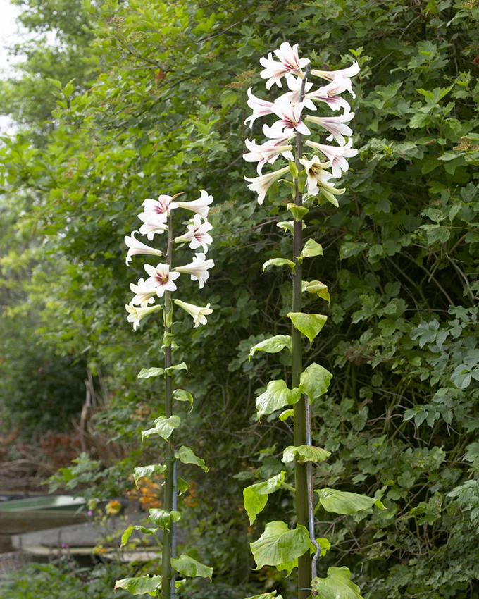Cardiocrinum giganteum - Image 6