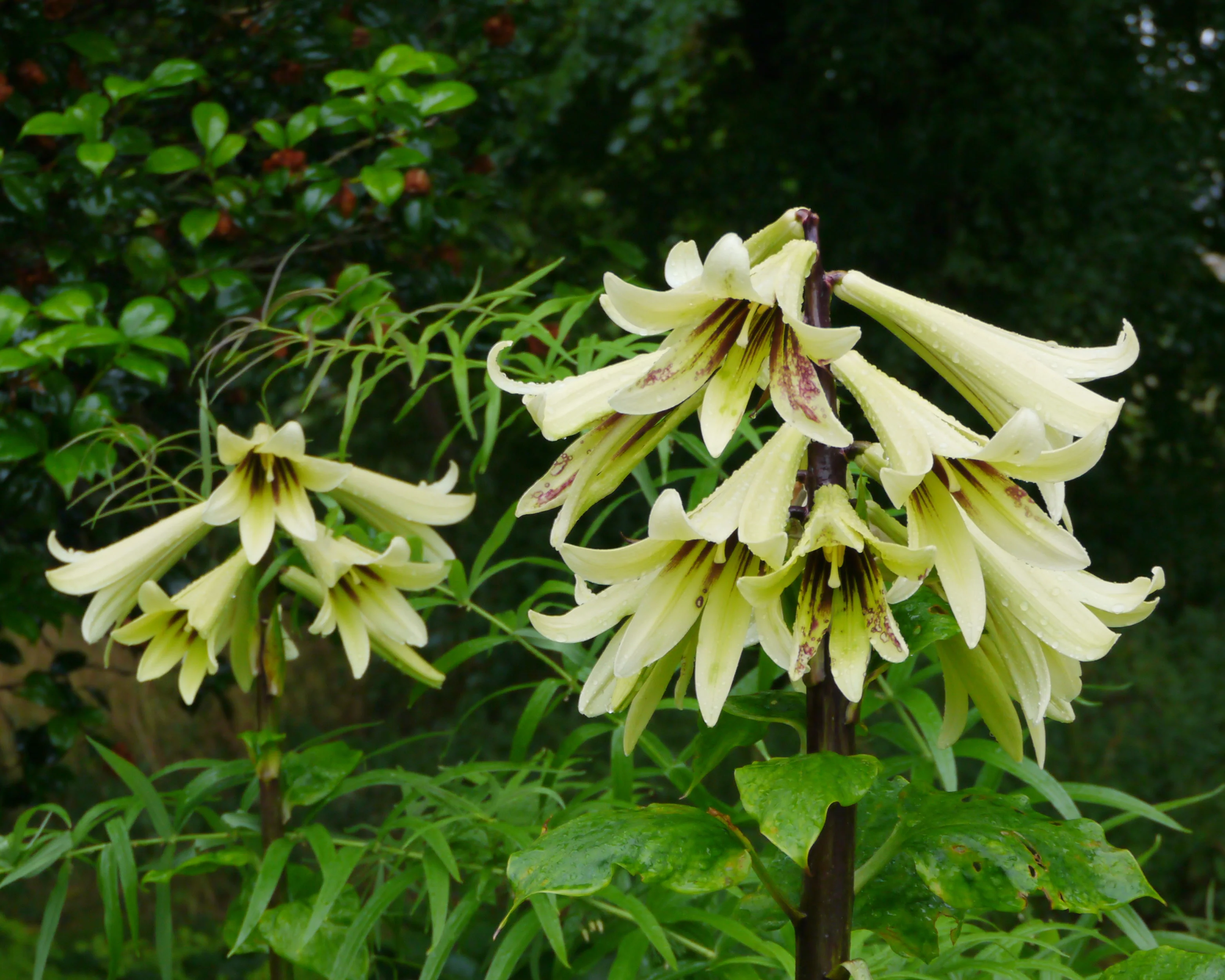 Cardiocrinum giganteum - Image 7