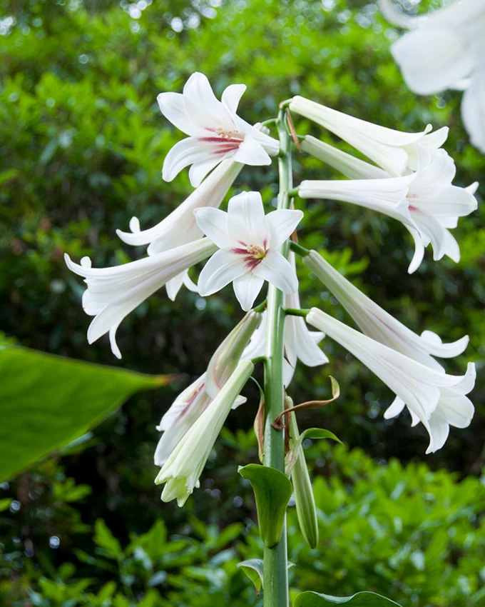 Cardiocrinum giganteum - Image 8