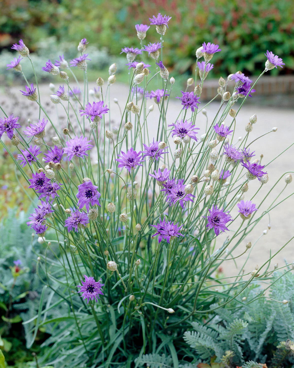 Catananche caerulea - Image 2