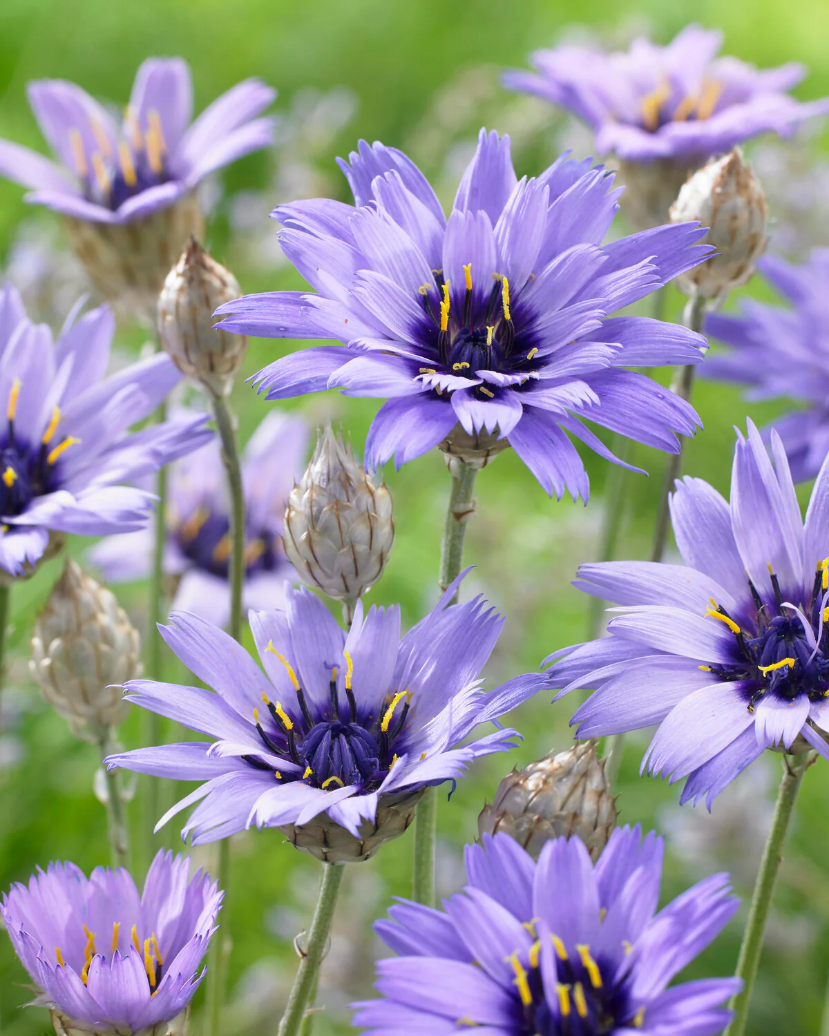 Catananche caerulea - Image 3