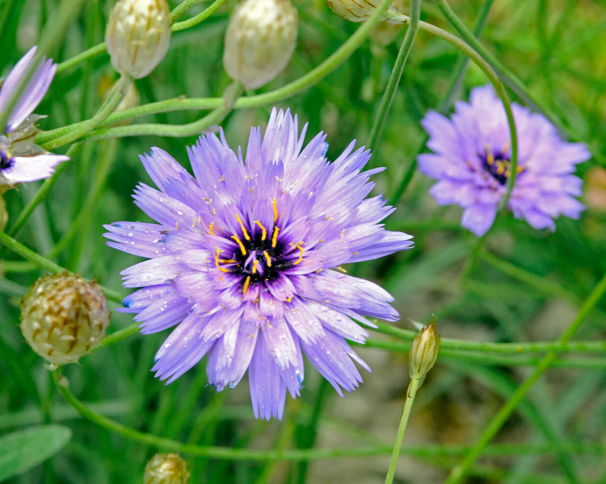 Catananche caerulea - Image 5