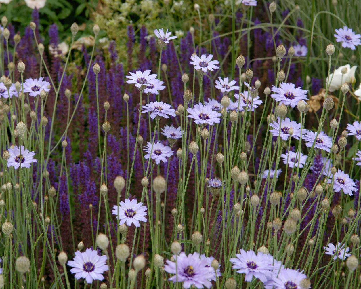 Catananche caerulea - Image 6