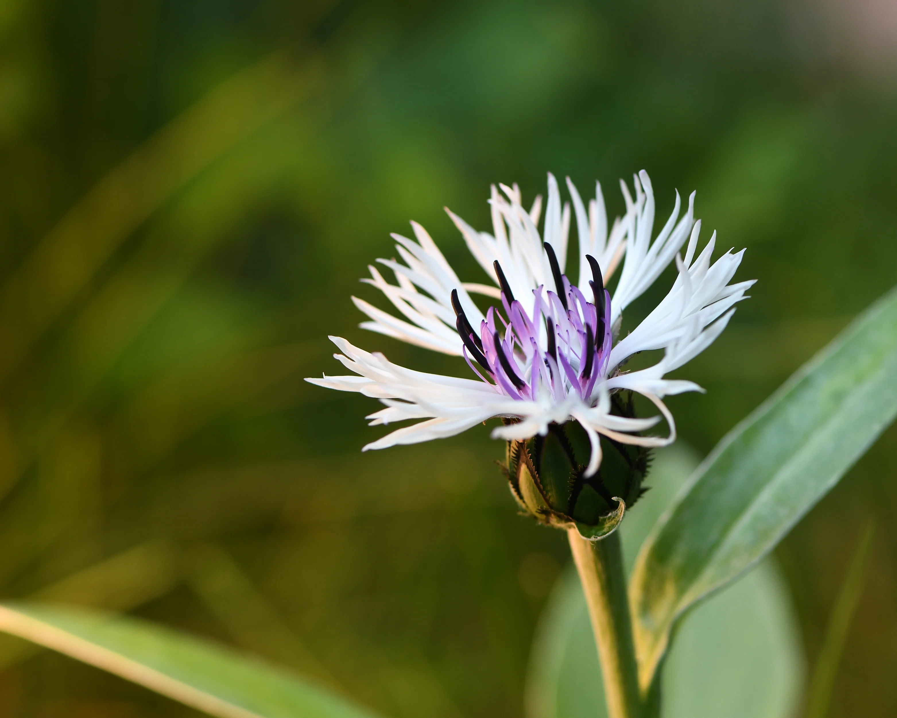 Centaurea 'Amethyst in Snow' - Image 10