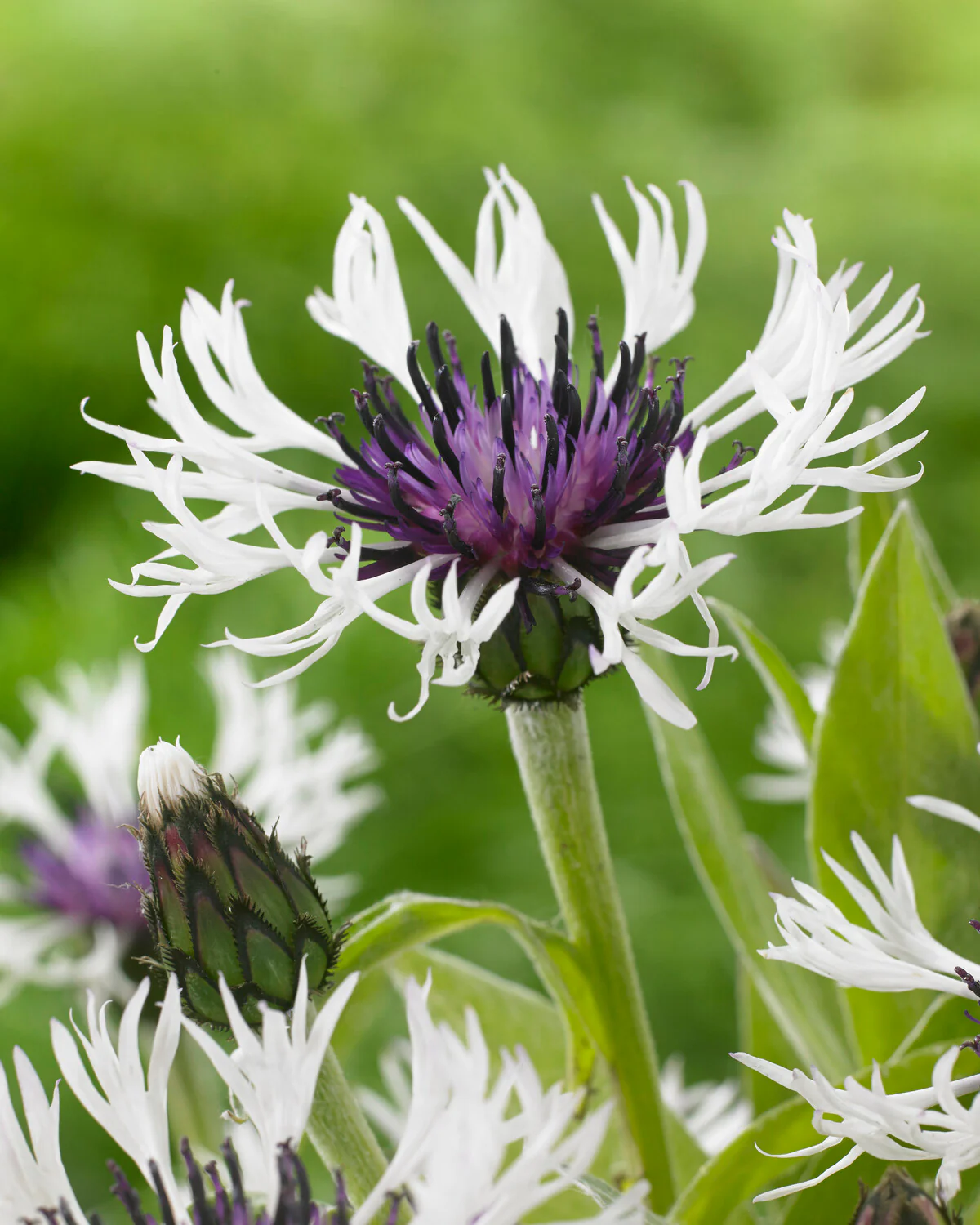 Centaurea 'Amethyst in Snow' - Image 5
