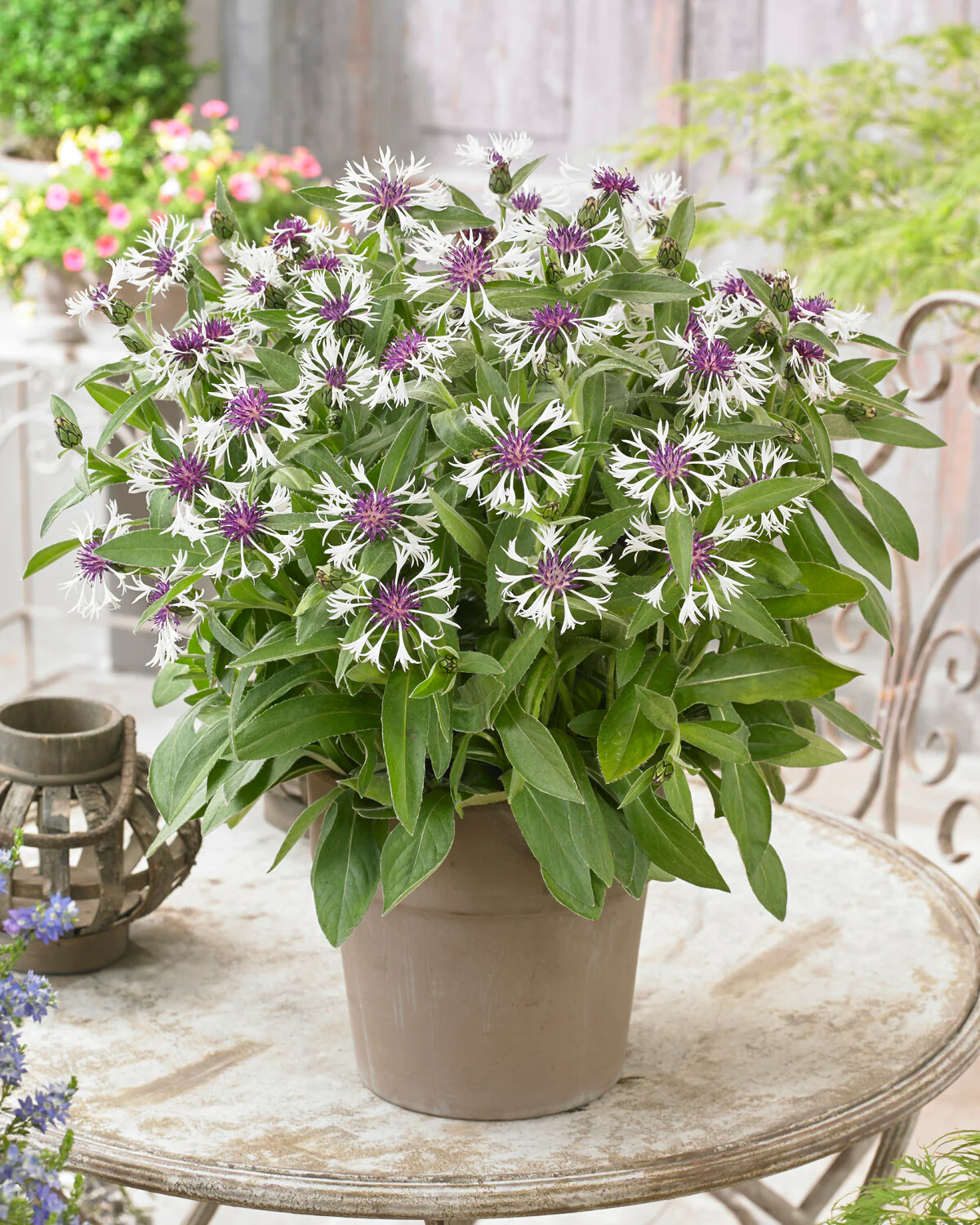 Centaurea 'Amethyst in Snow' - Image 6