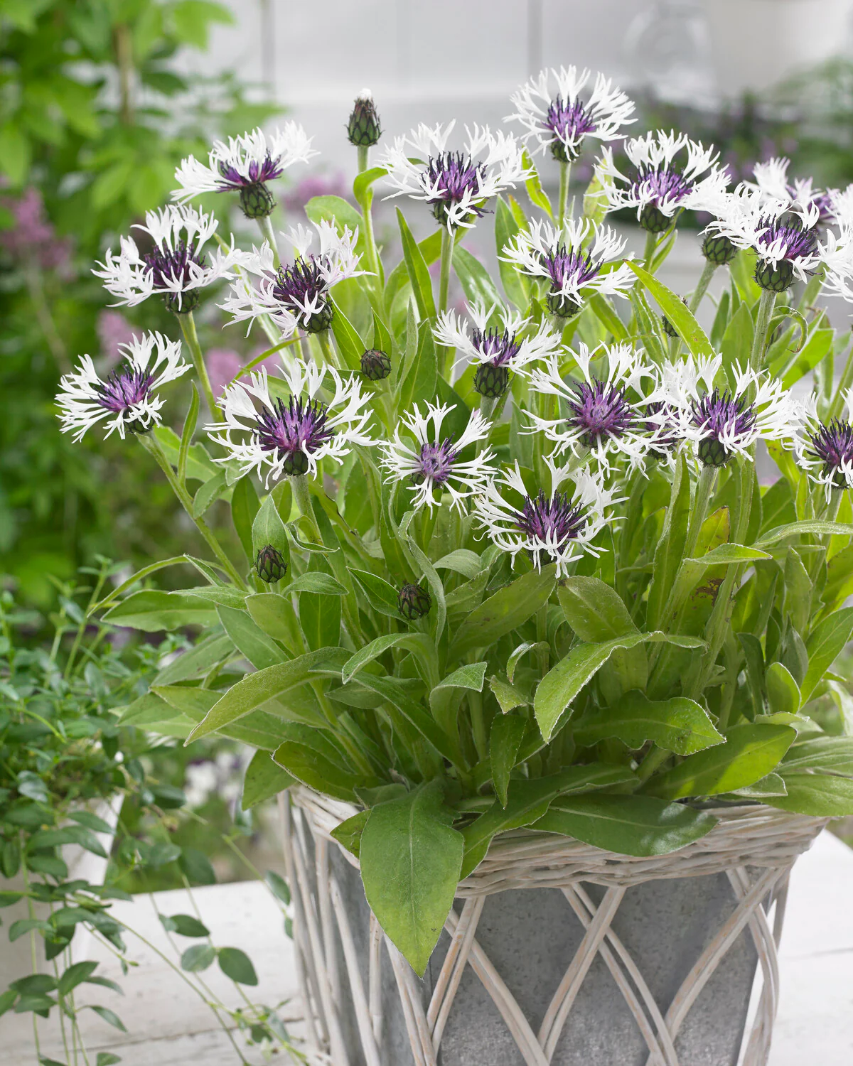 Centaurea 'Amethyst in Snow' - Image 7