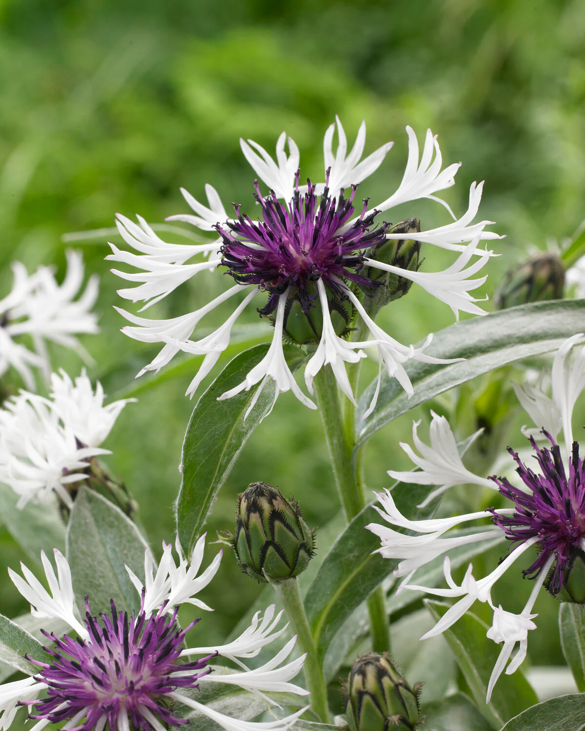 Centaurea 'Amethyst in Snow' - Image 8