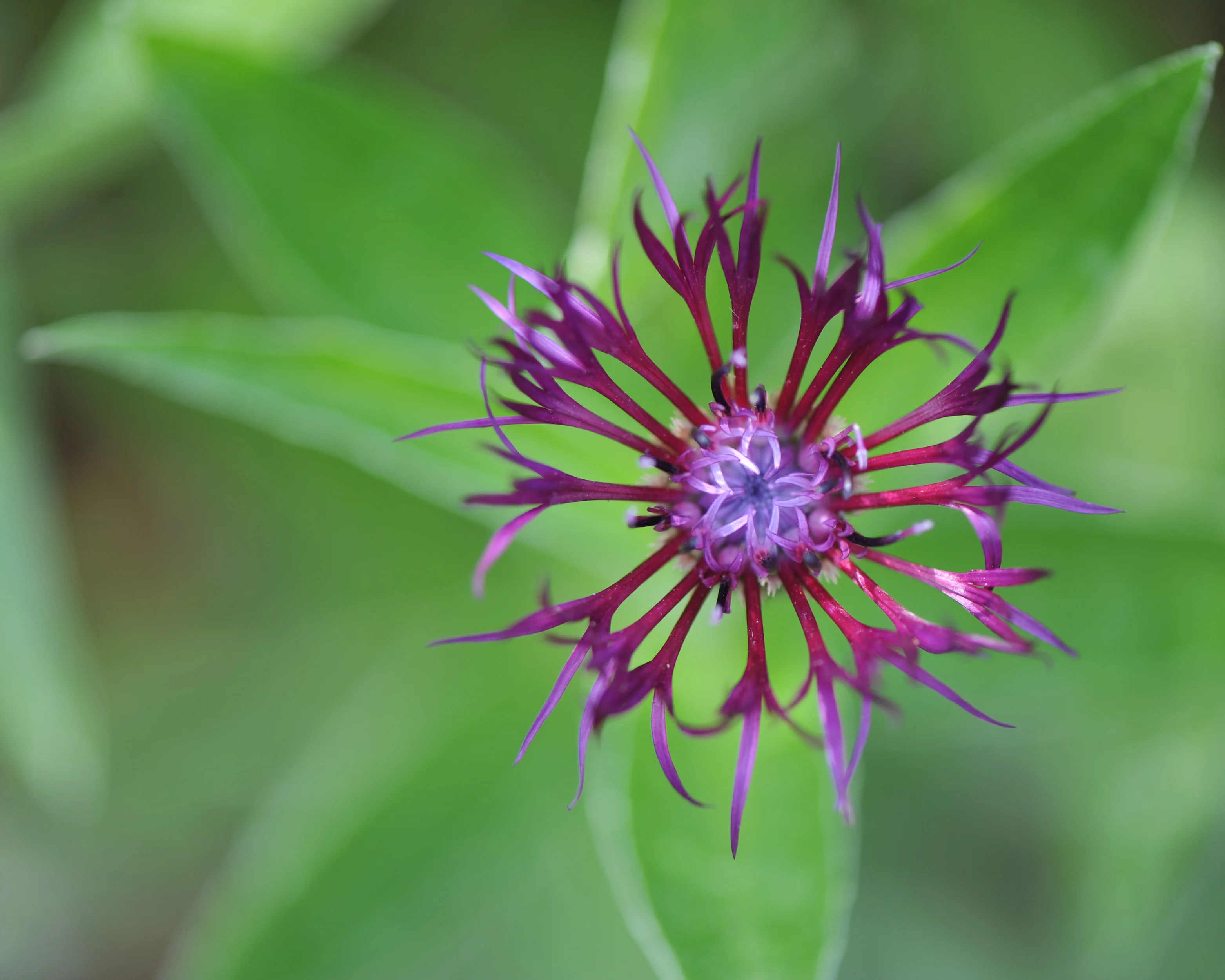 Centaurea 'Jordy' - Image 4