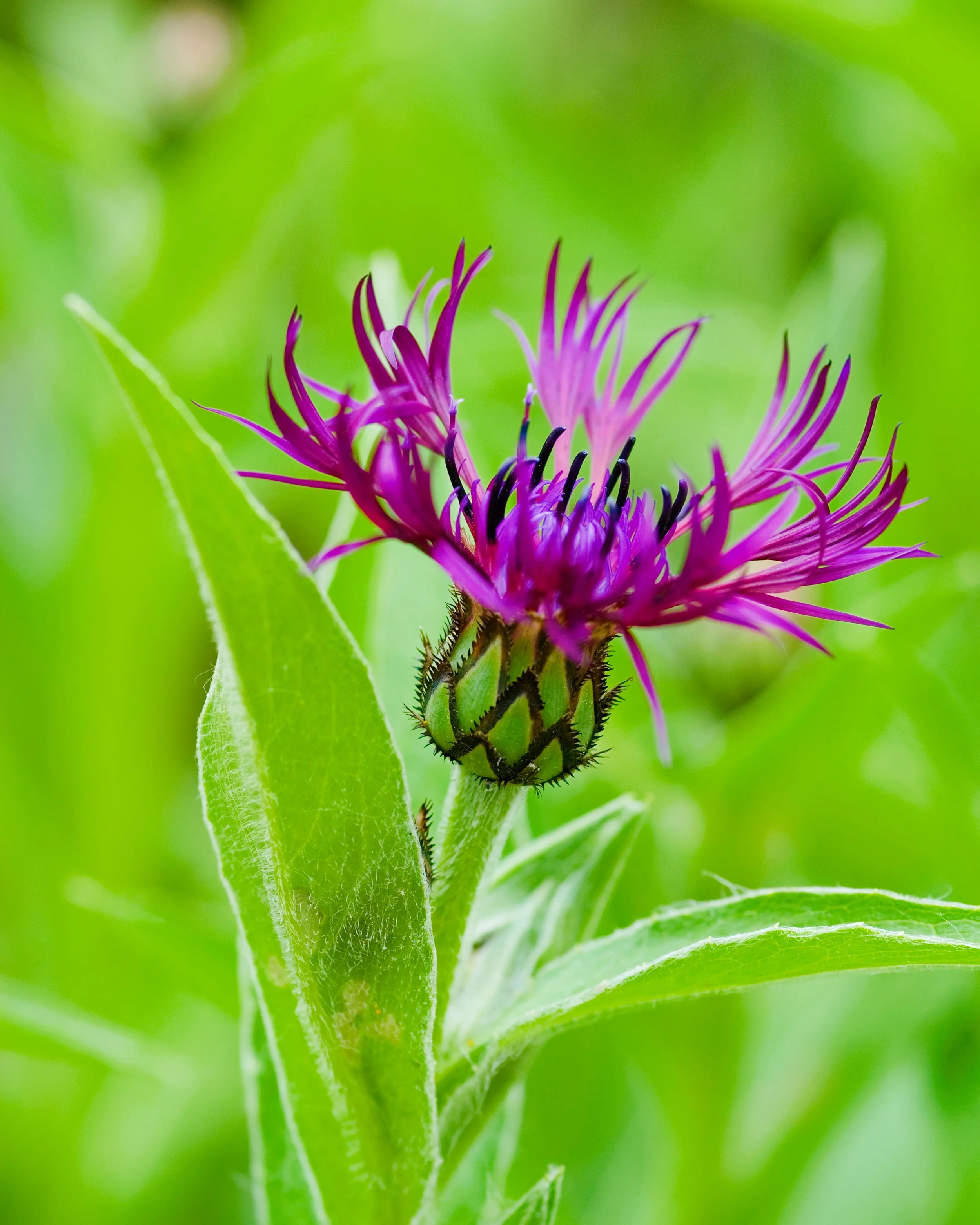 Centaurea 'Jordy' - Image 5