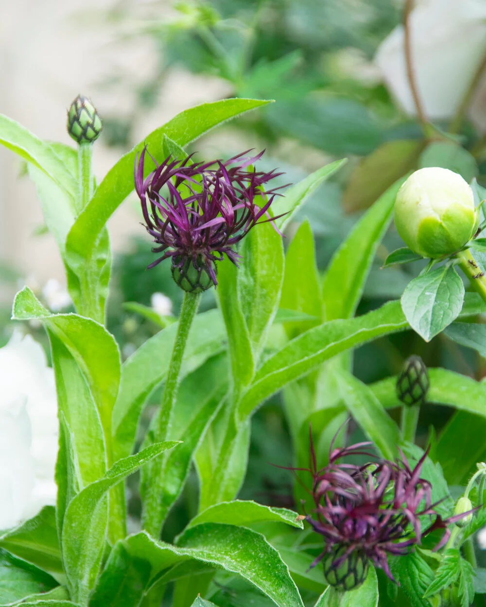 Centaurea 'Jordy' - Image 6