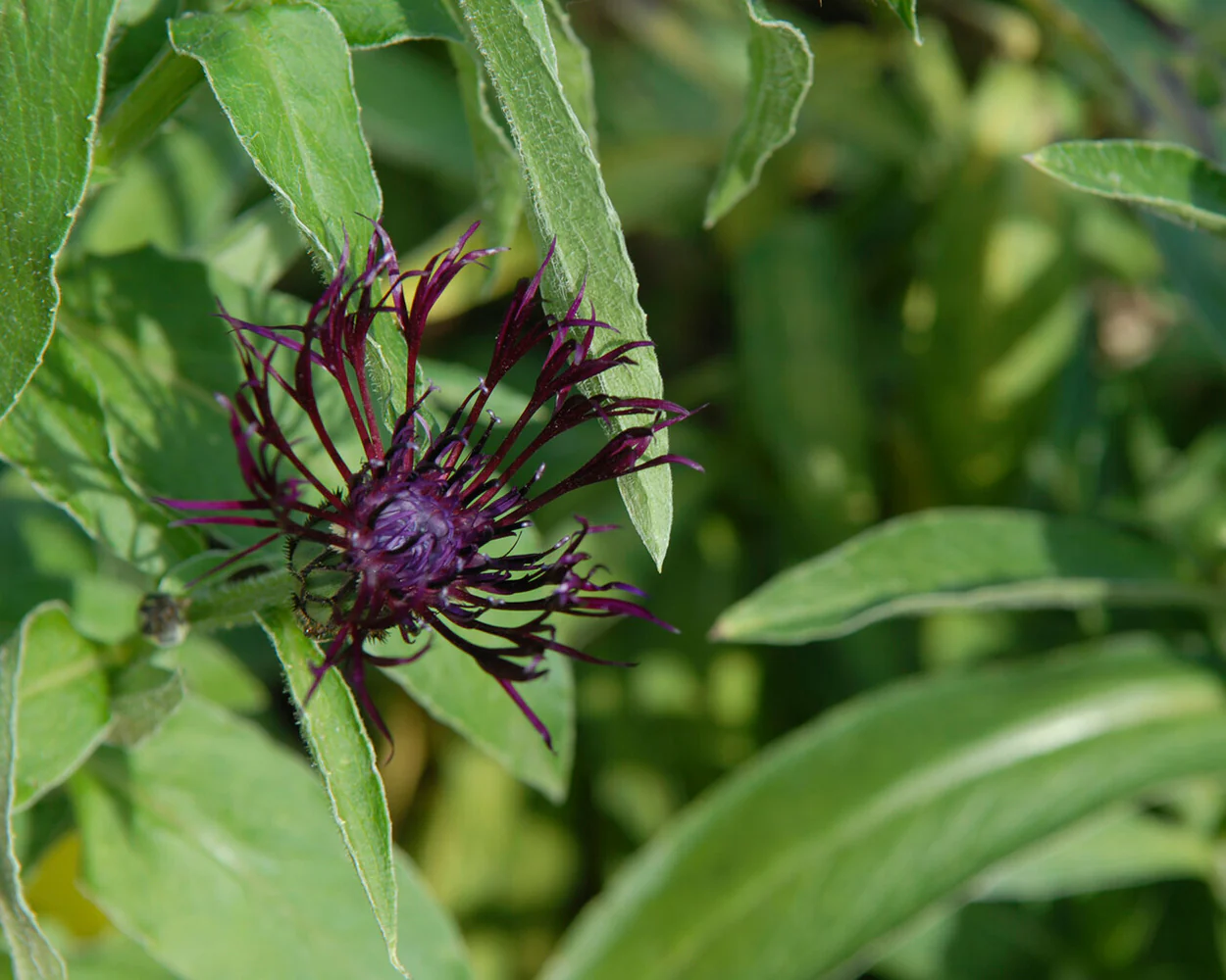Centaurea 'Jordy' - Image 7