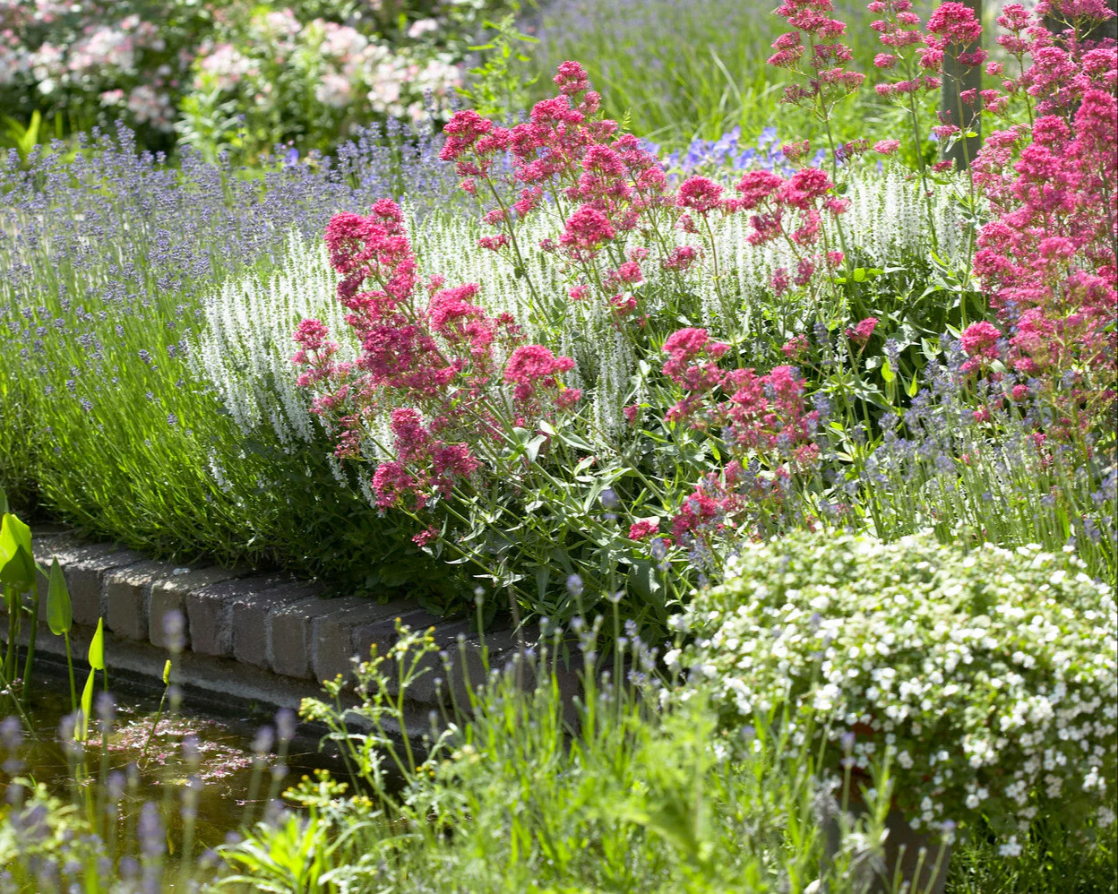 Centranthus 'Rosenrot' - Image 4