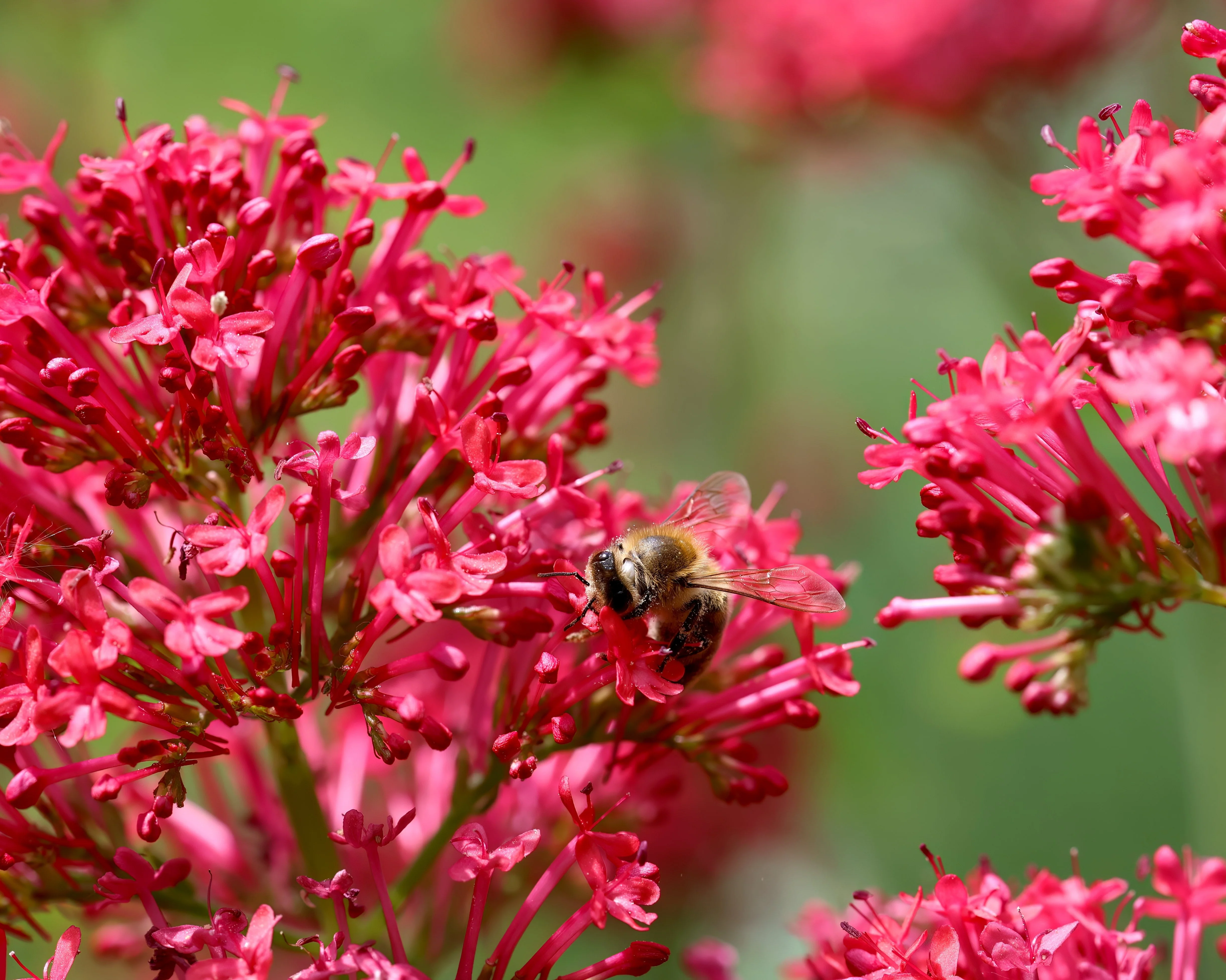 Centranthus 'Rosenrot' - Image 5