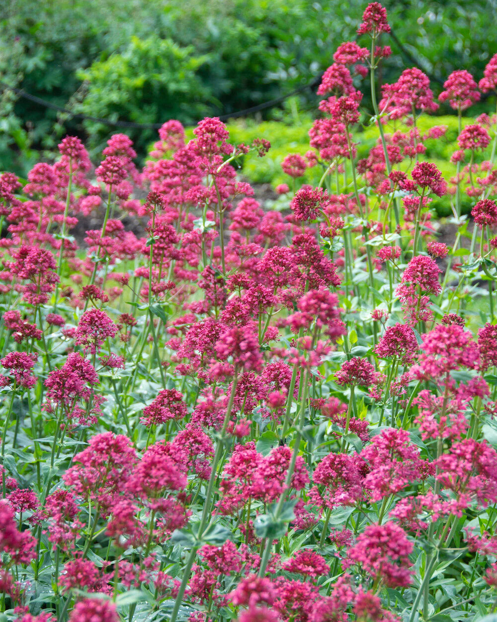 Centranthus 'Rosenrot' - Image 6