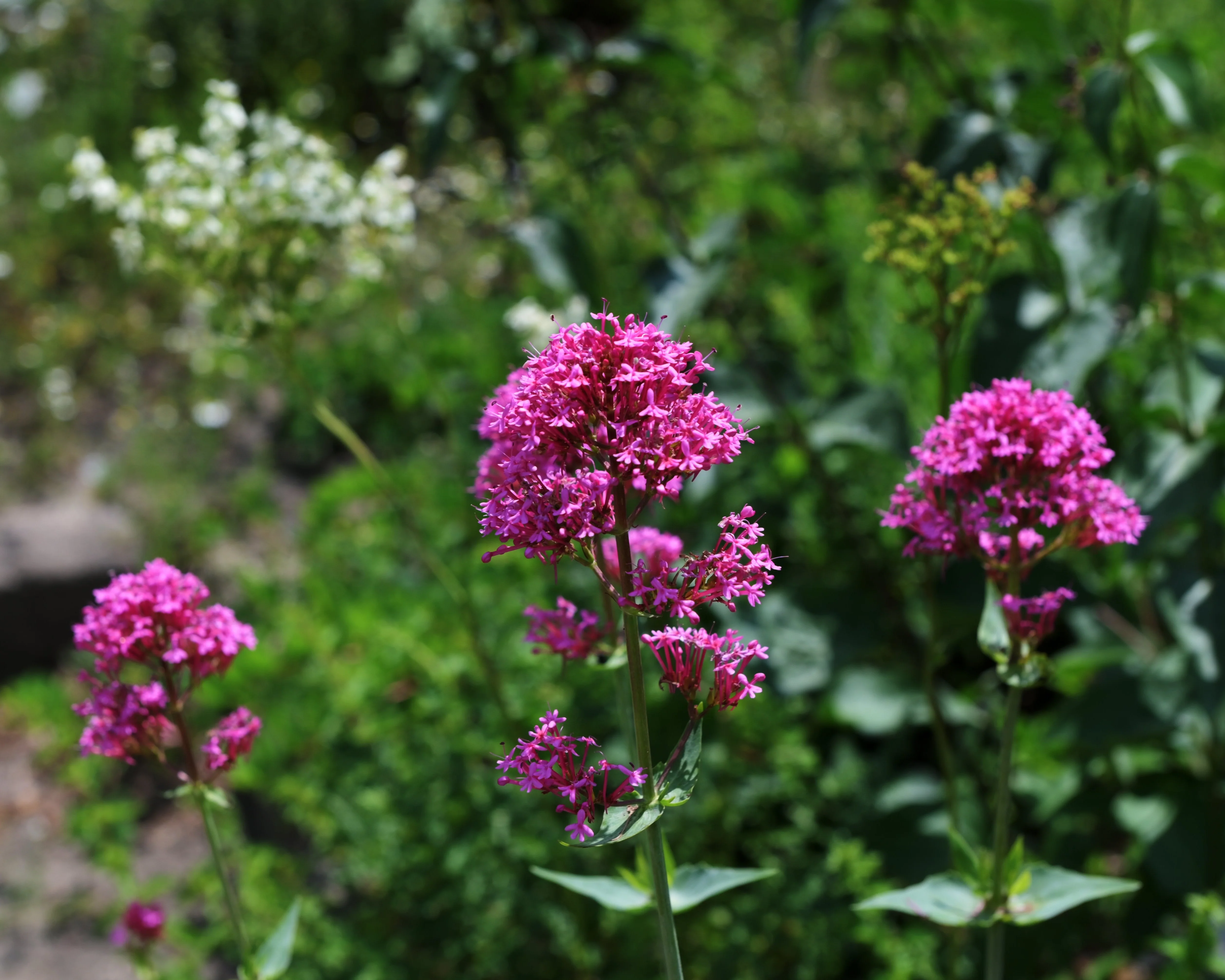 Centranthus 'Rosenrot' - Image 7