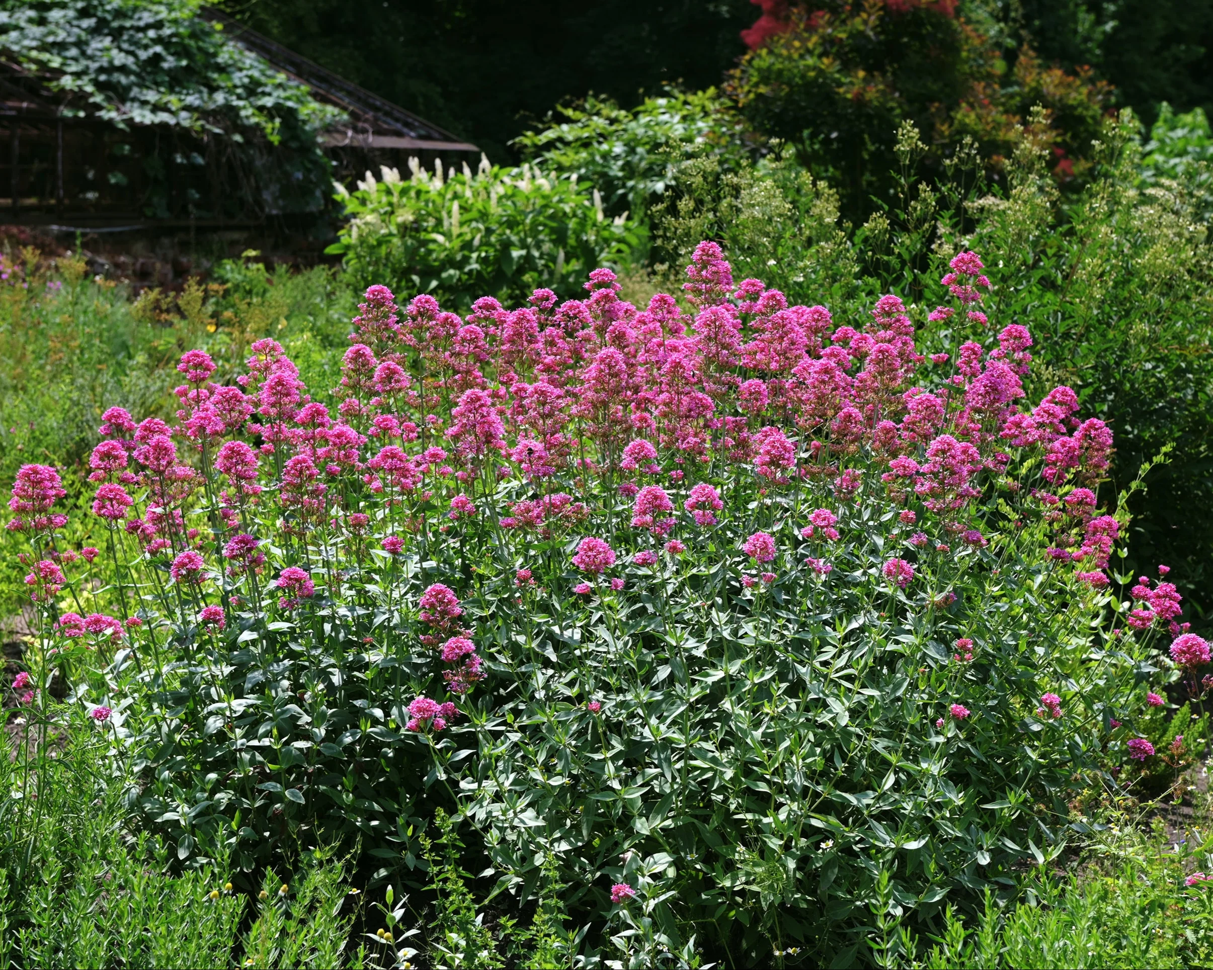 Centranthus 'Rosenrot' - Image 8