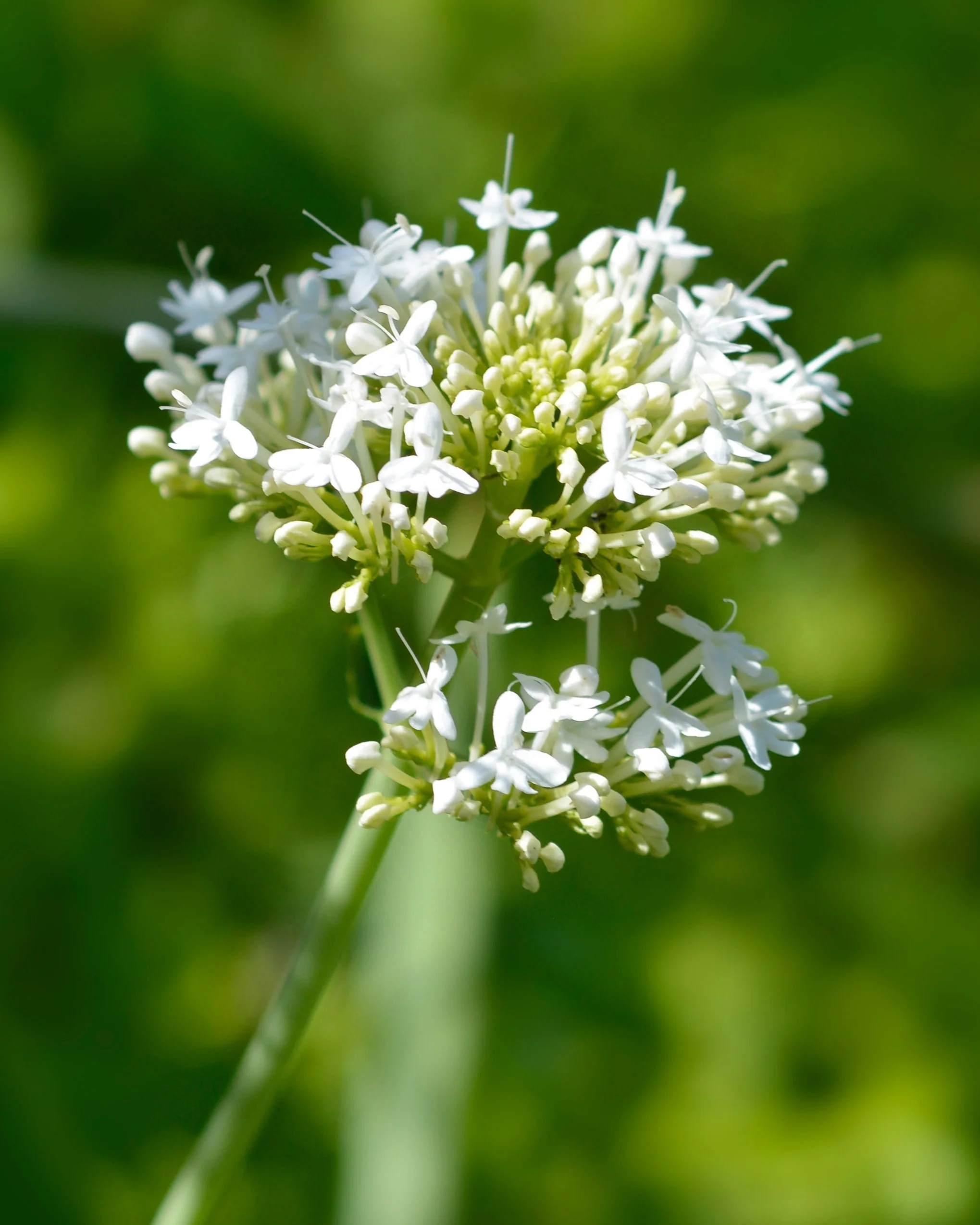 Centranthus 'Albus' - Image 10