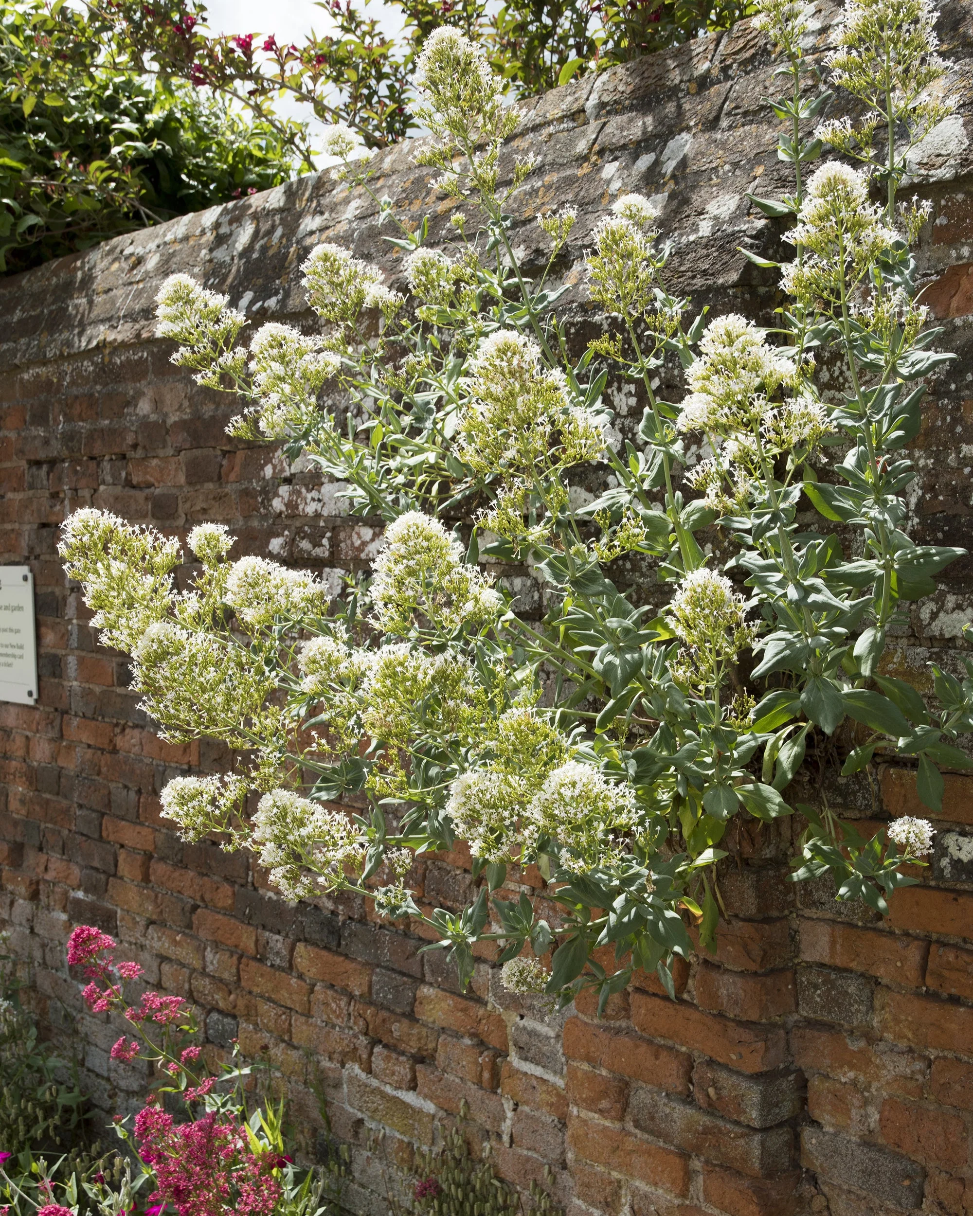 Centranthus 'Albus' - Image 4