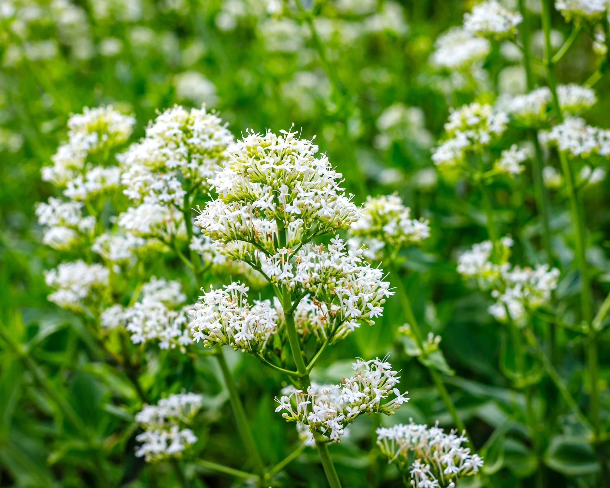 Centranthus 'Albus' - Image 6