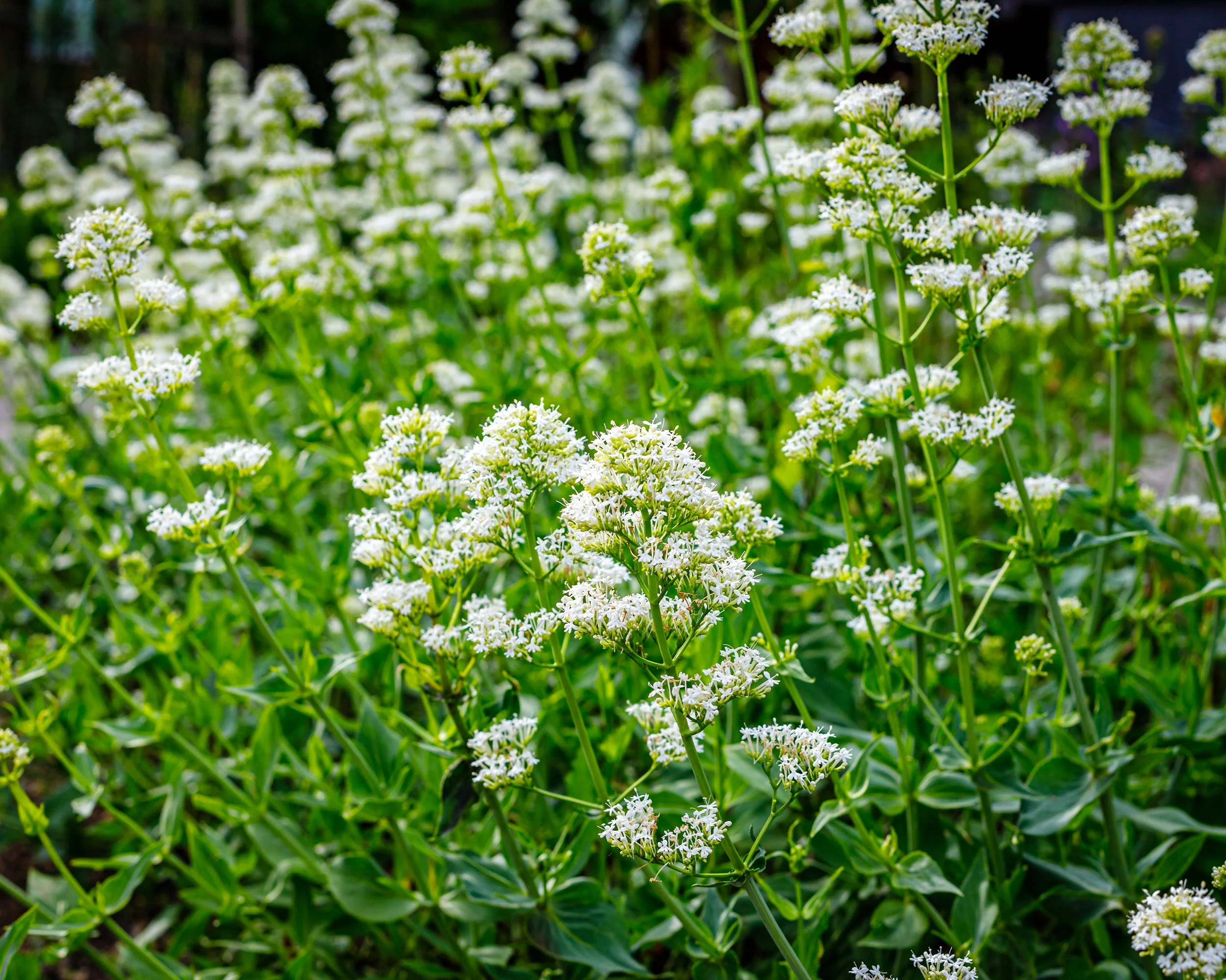 Centranthus 'Albus' - Image 8