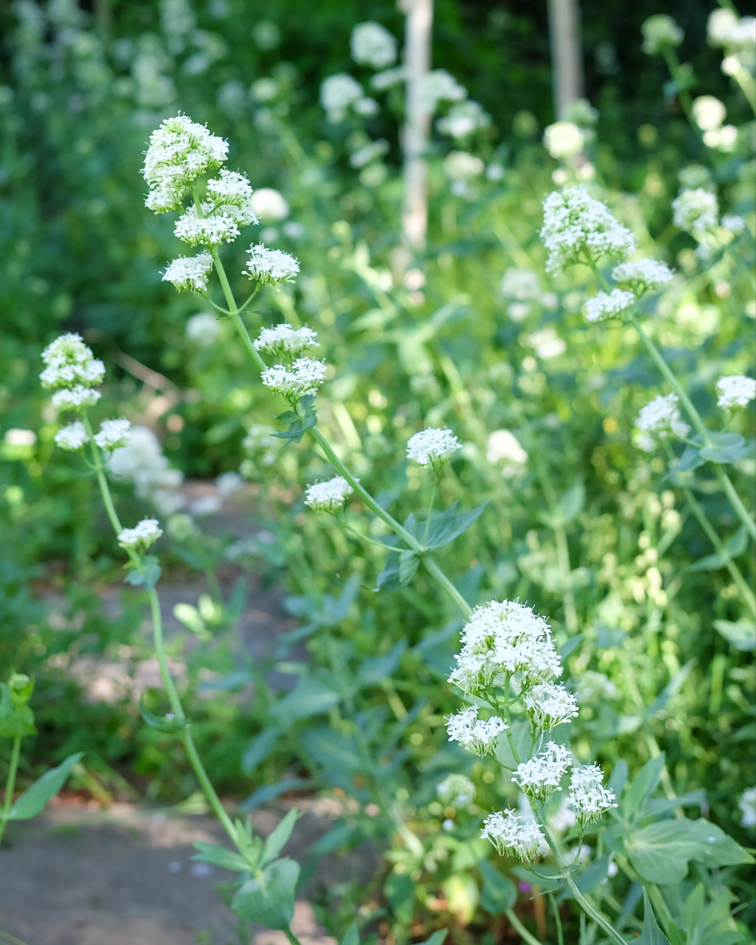 Centranthus 'Albus' - Image 9