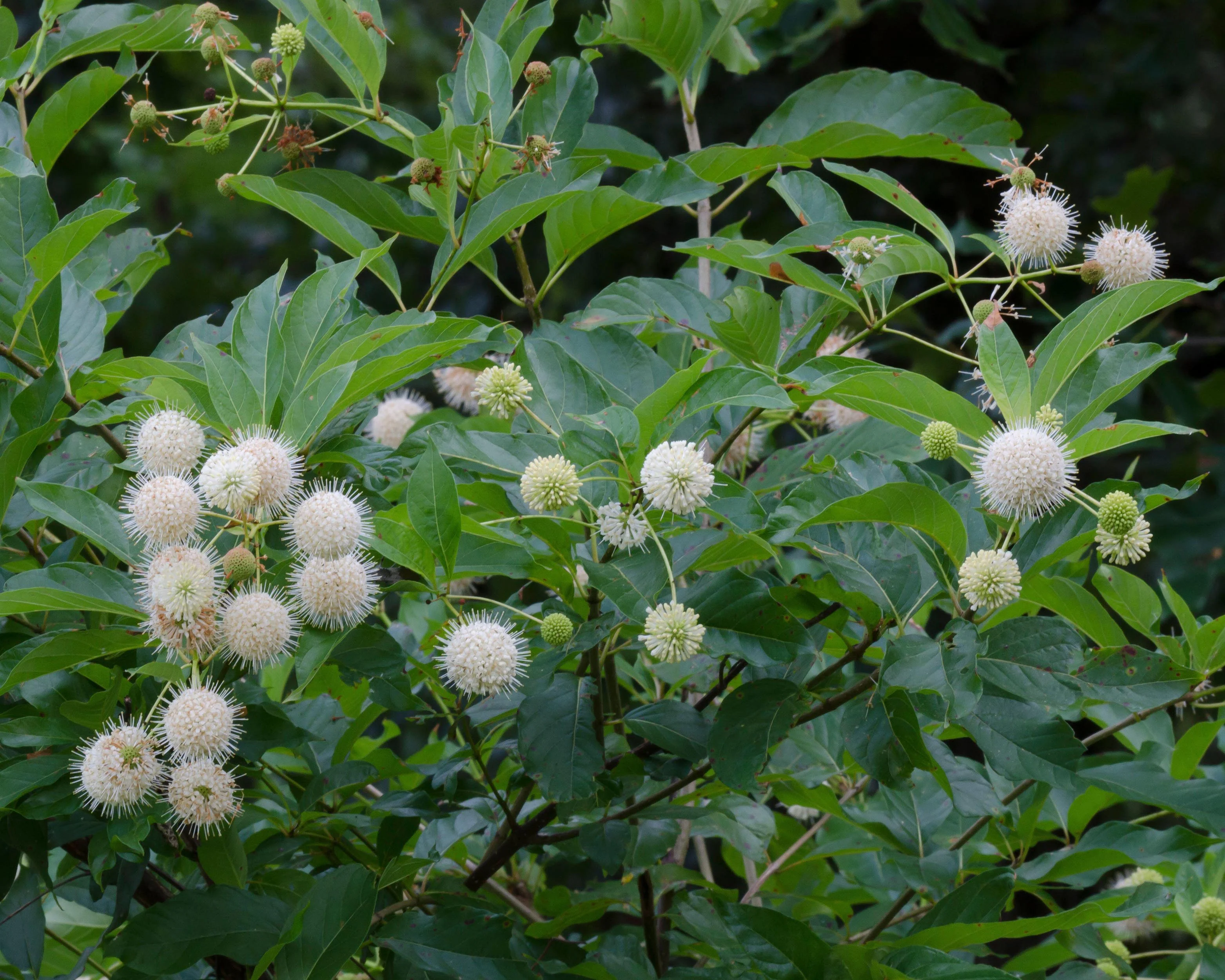 Cephalanthus occidentalis - Image 10