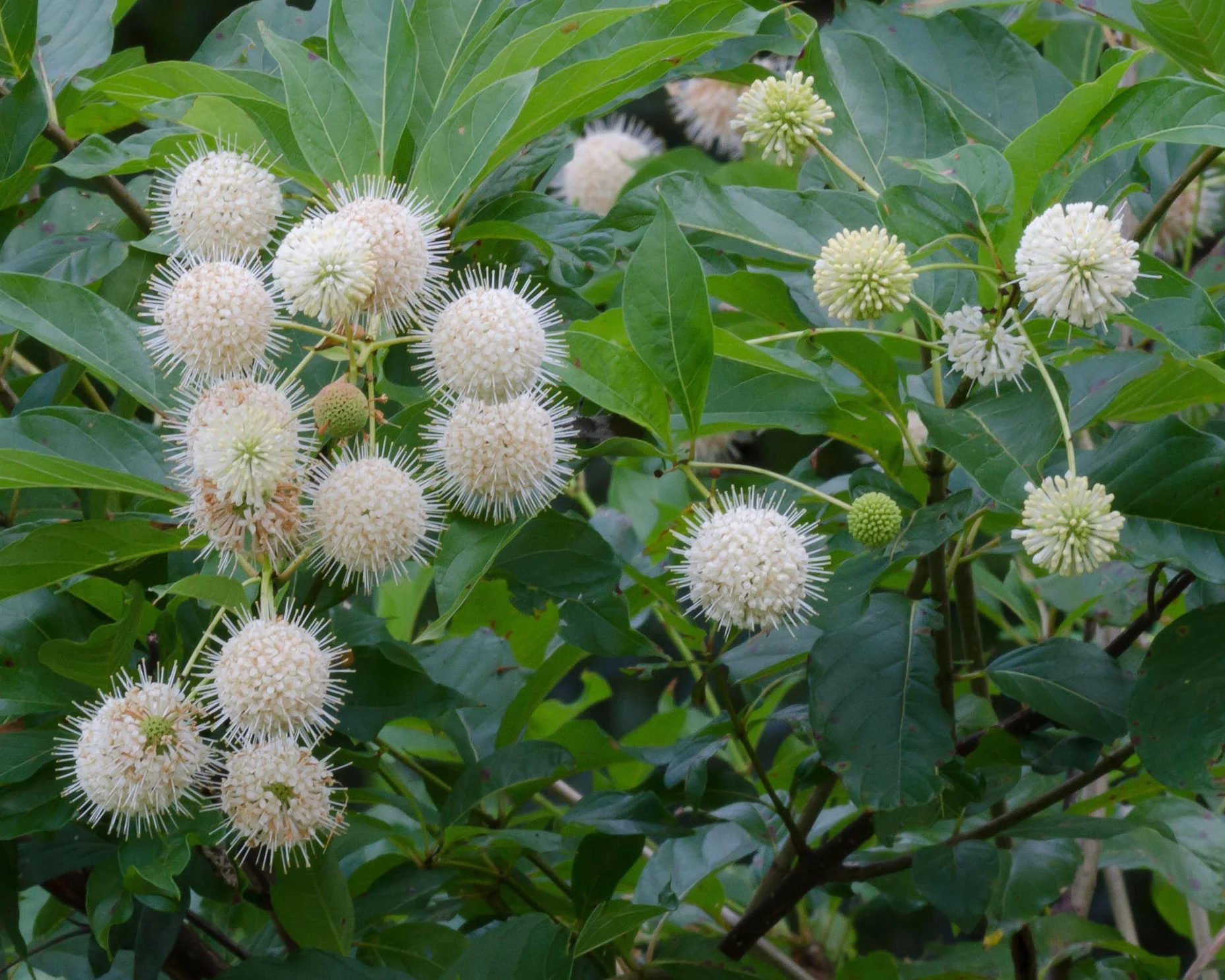 Cephalanthus occidentalis - Image 2