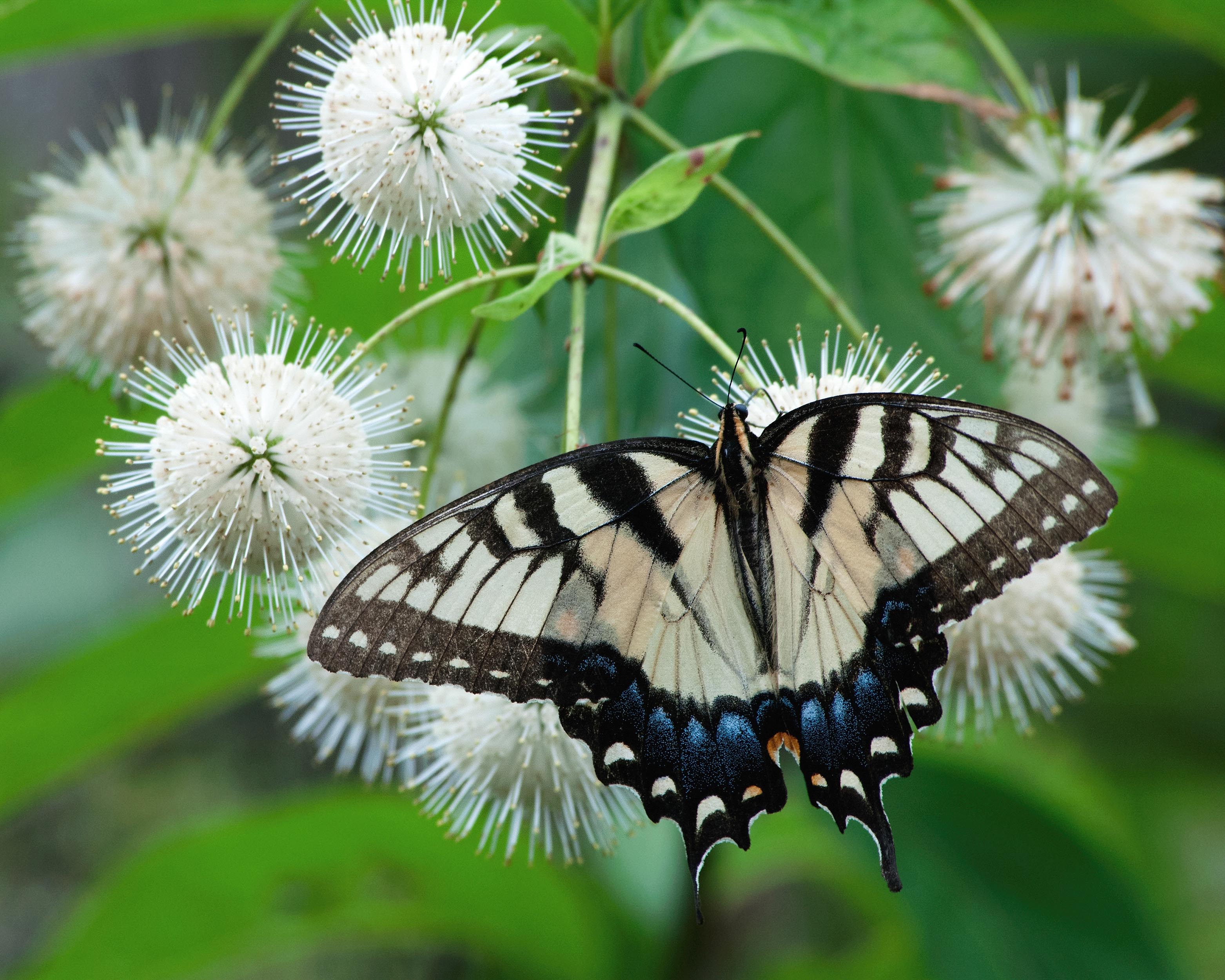 Cephalanthus occidentalis - Image 4