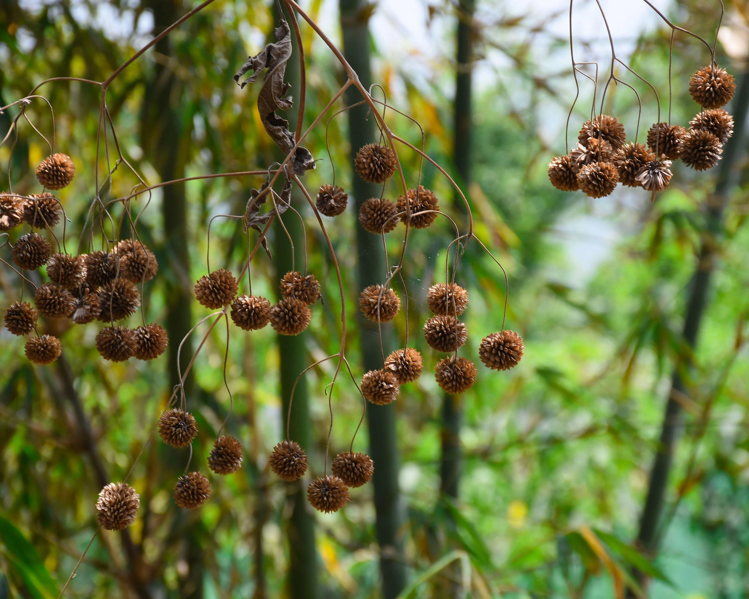 Cephalanthus occidentalis - Image 7