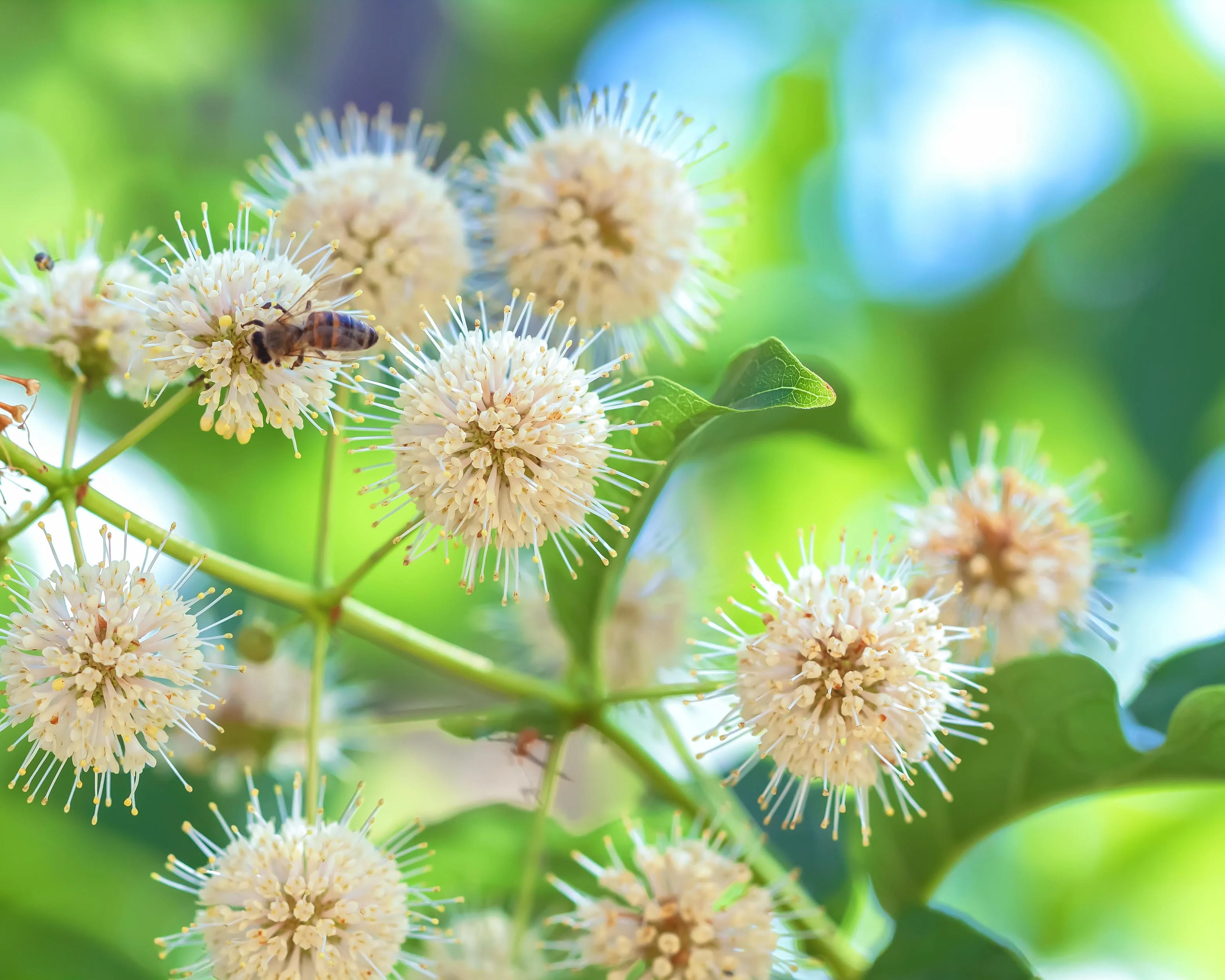 Cephalanthus occidentalis - Image 9