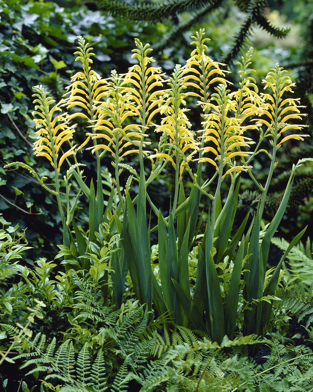 Chasmanthe 'Ducktii' - Image 4